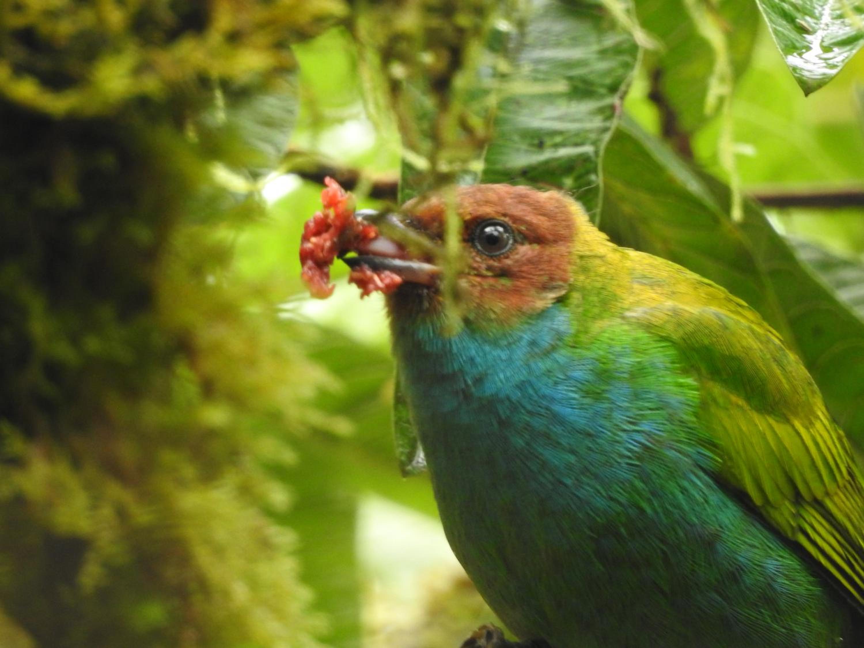 Biohostal Mindo Cloud Forest