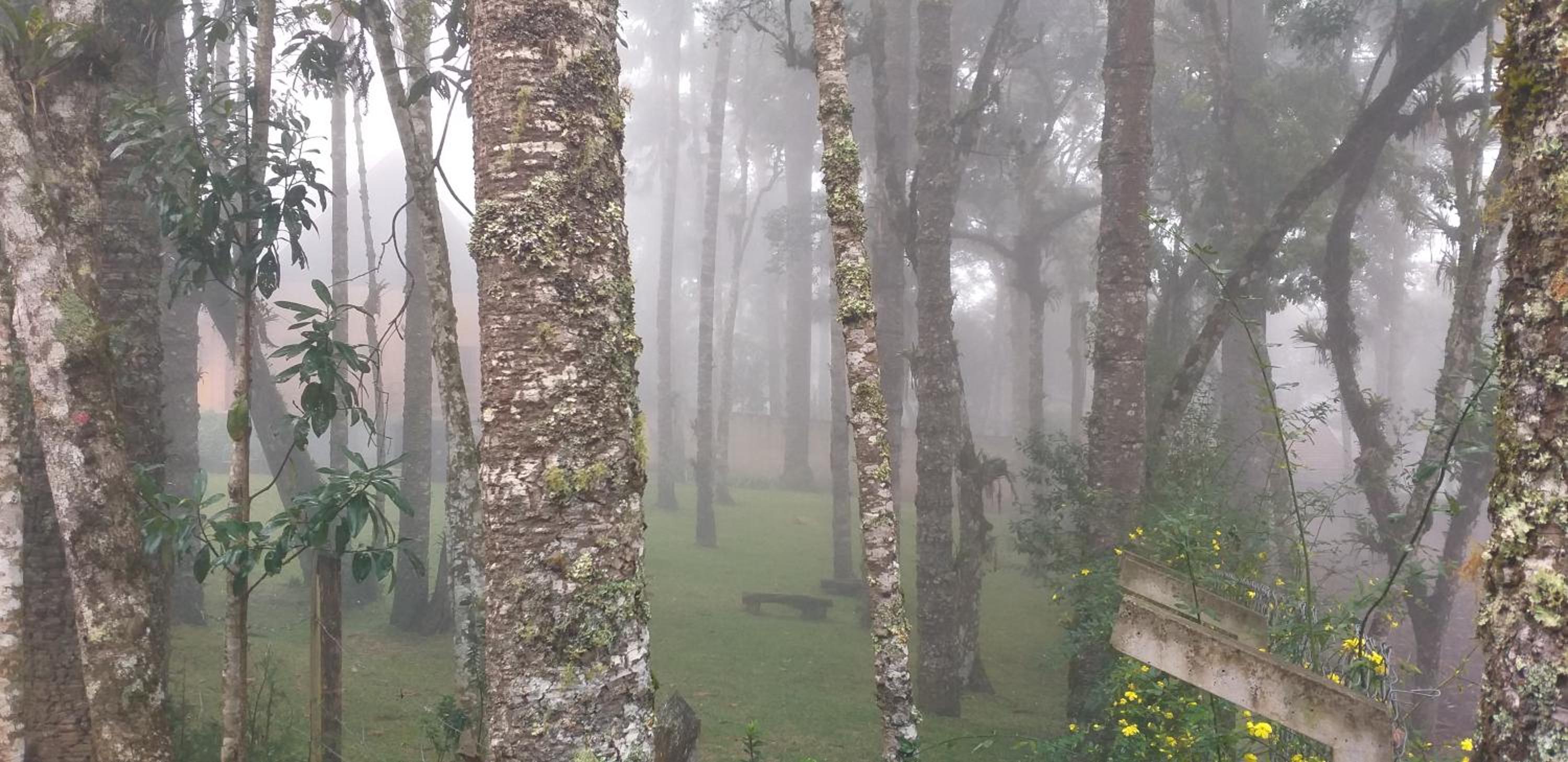 Bosque das Araucárias