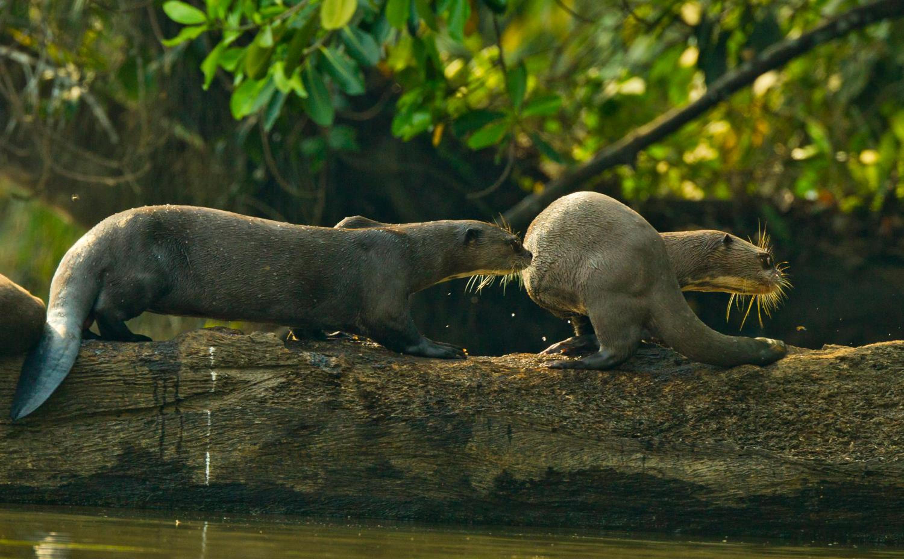 Wasai Tambopata Lodge