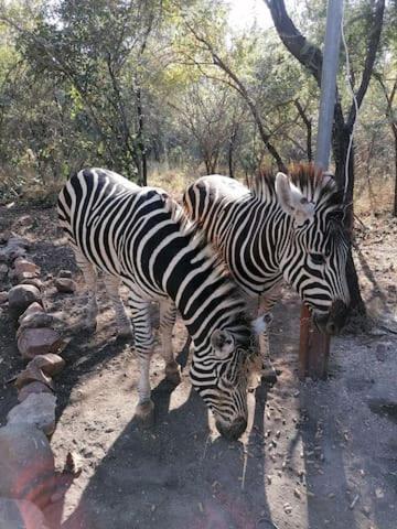 The Aloes Bush Lodge view 5