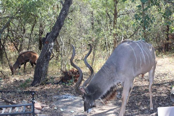 The Aloes Bush Lodge view 4