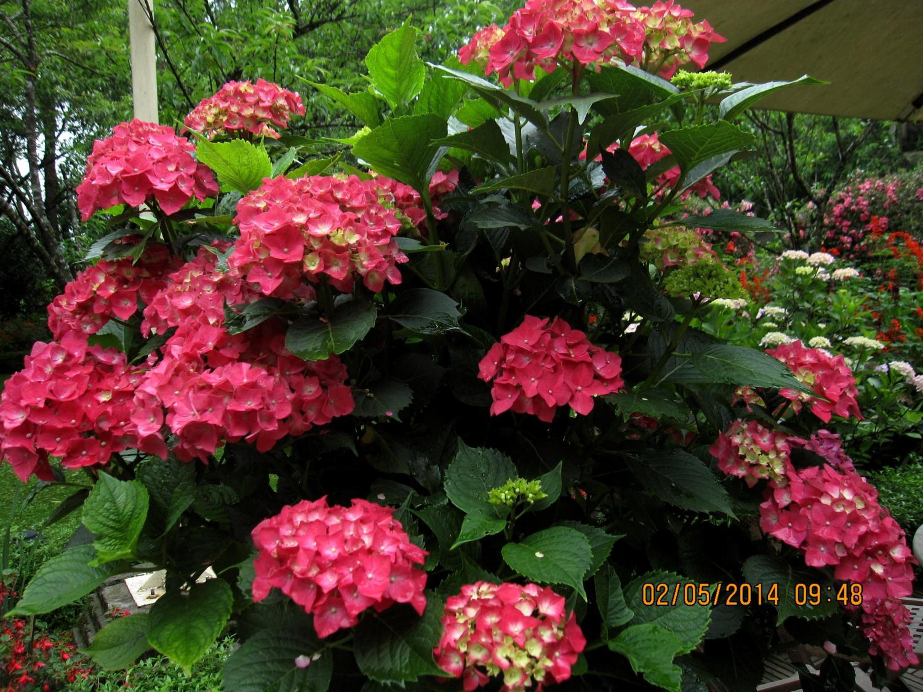 Sapa Garden Bed and Breakfast