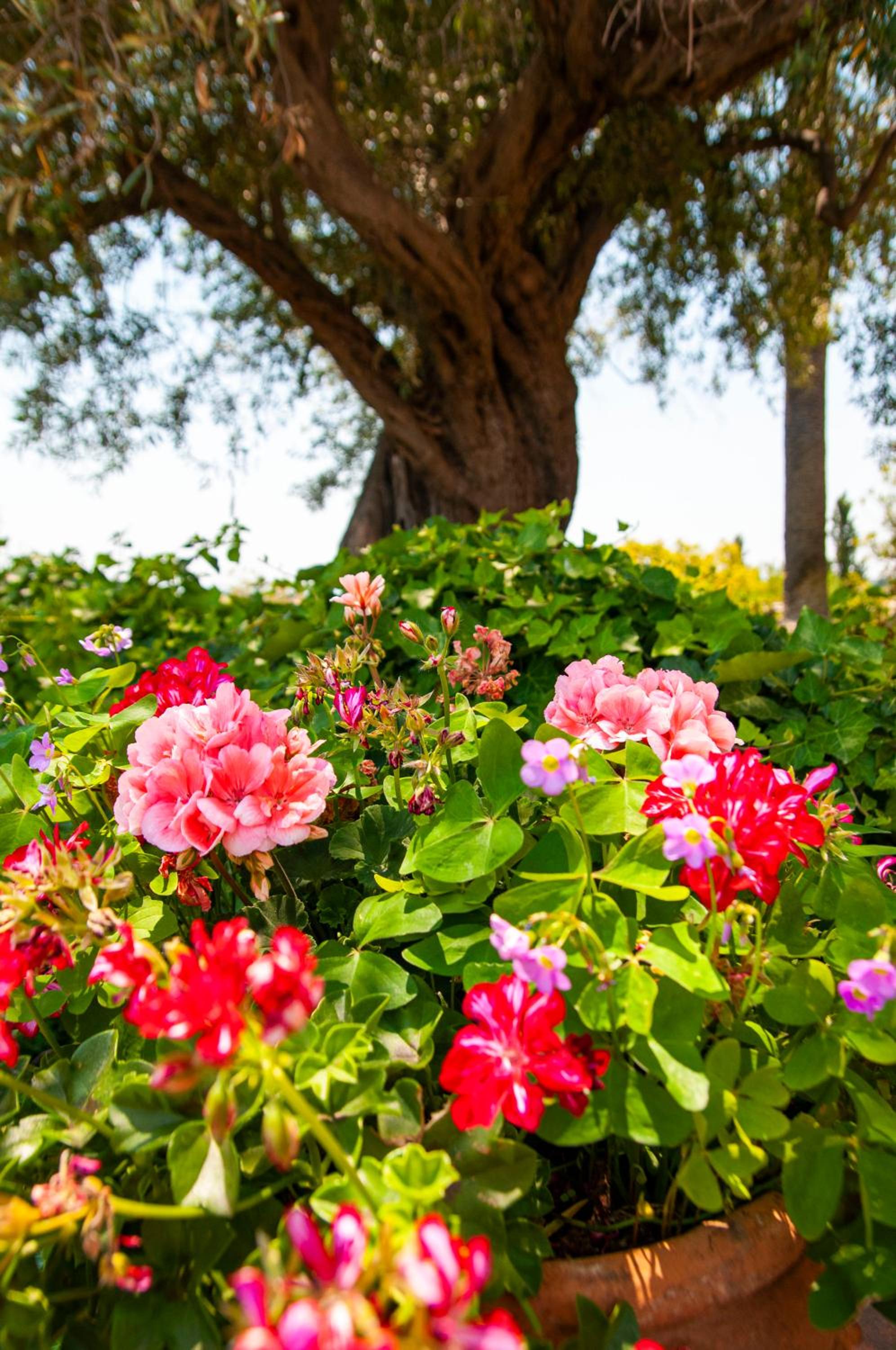 Antico Borgo Etneo Country Hotel