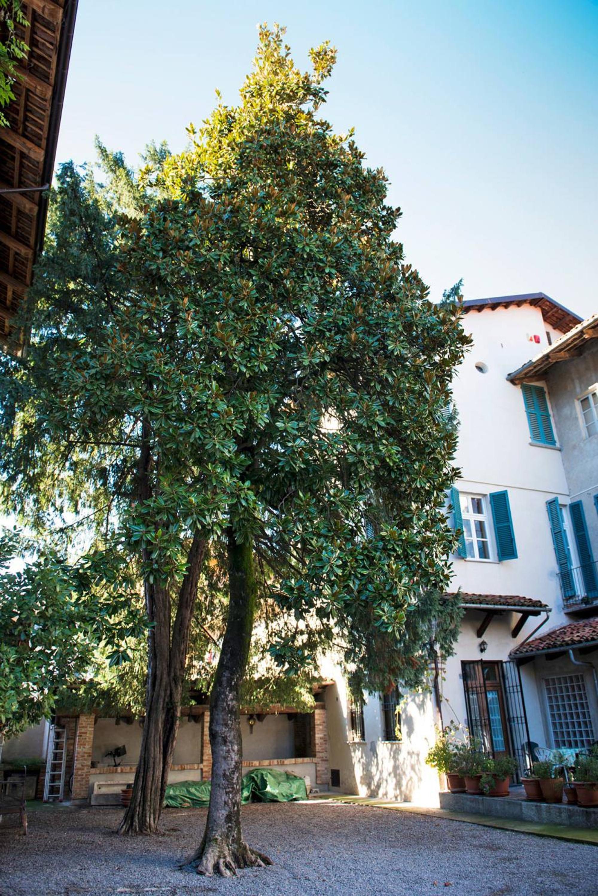 Antica Magnolia