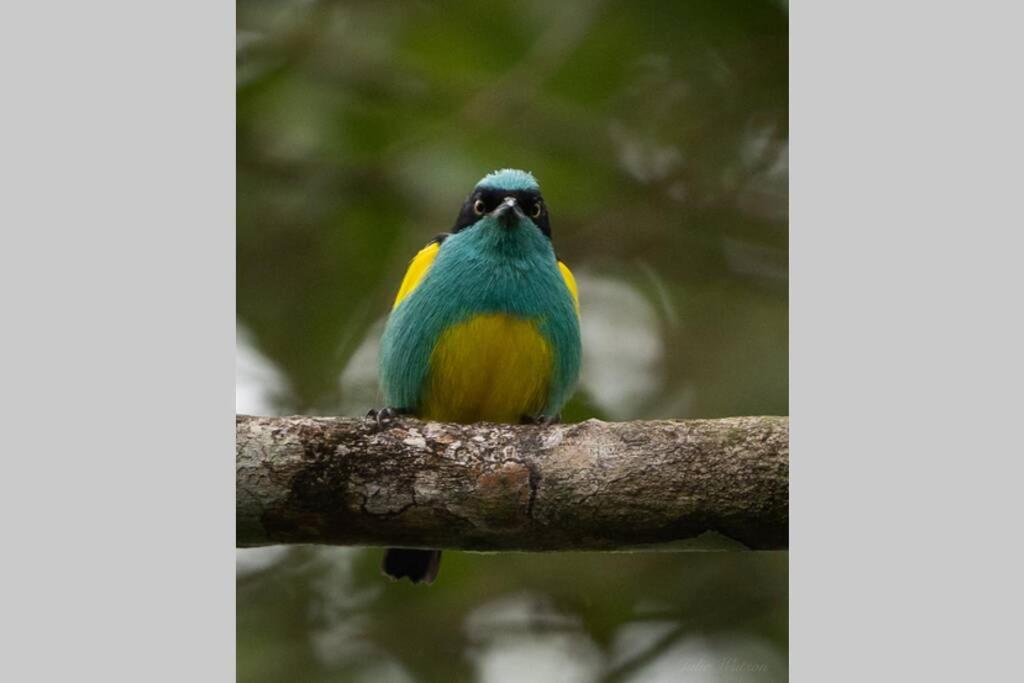 Caoni Riverside Suites - Birders Paradise by the river, Ecuadorian Chocó view 5