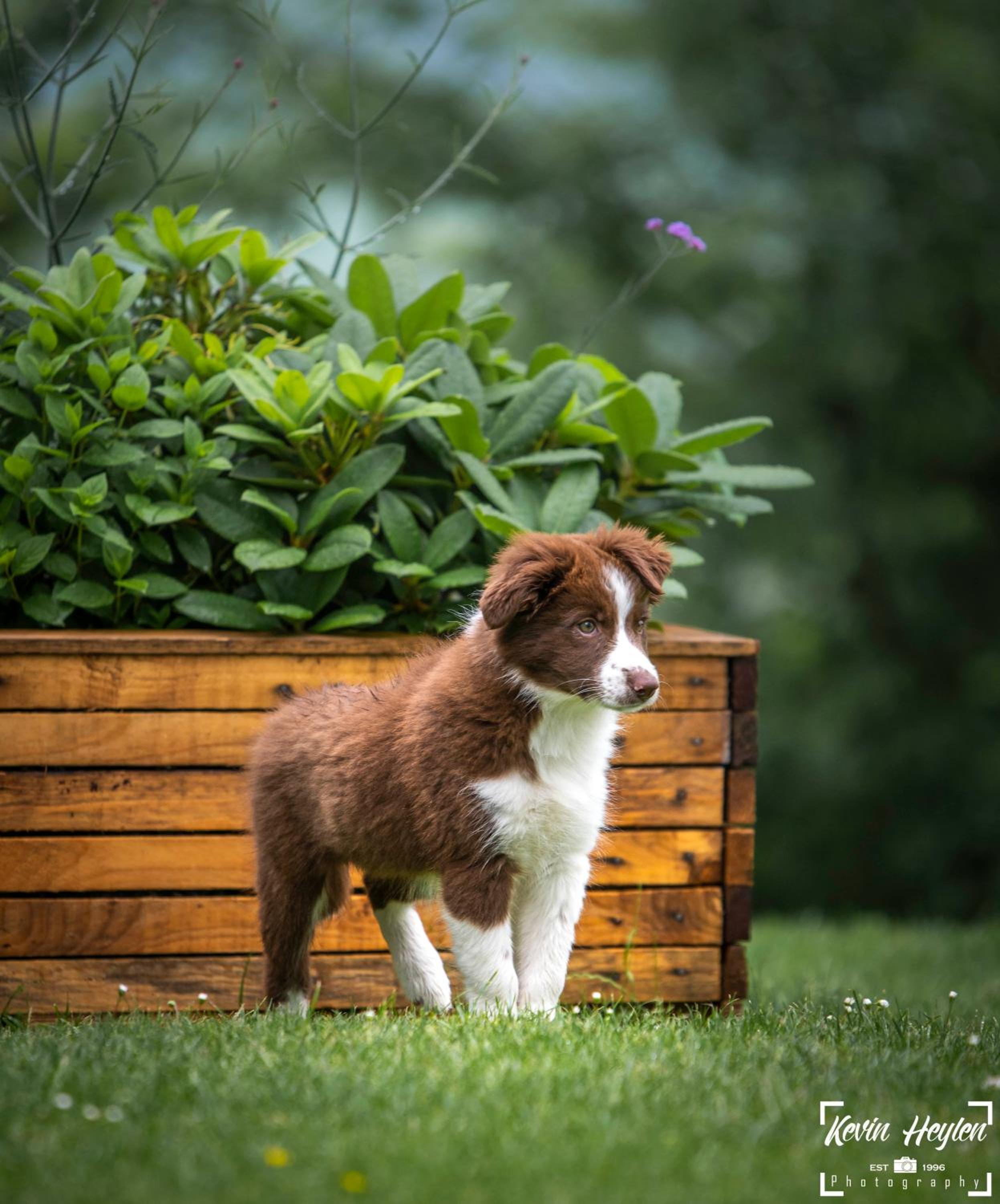 Aux Capucines