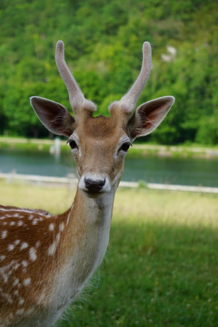 Le Val des Cerfs - Het Hertendal