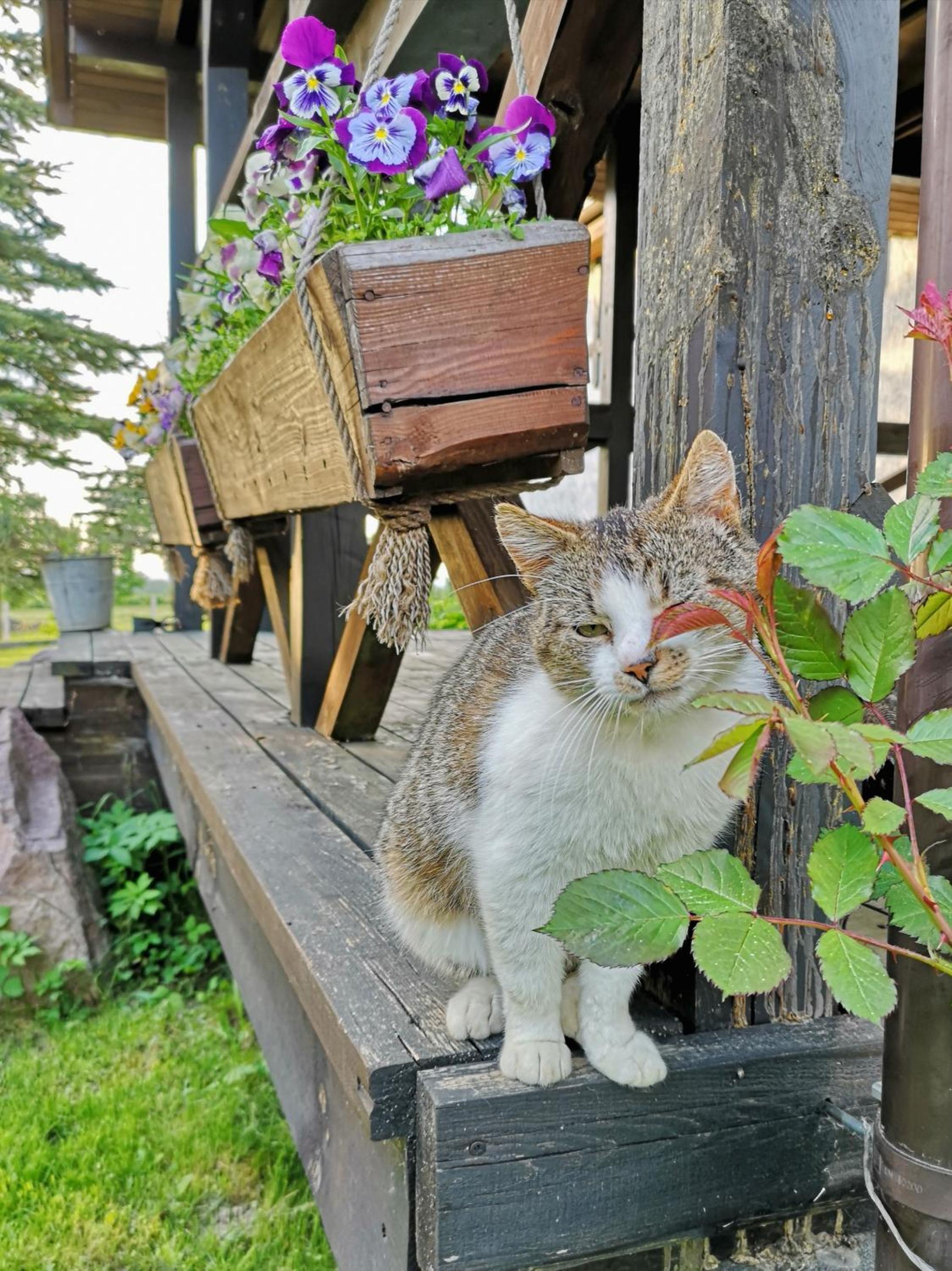 Photo 31