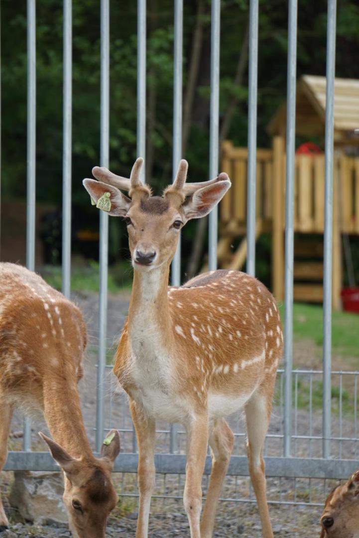 Le Val des Cerfs - Het Hertendal