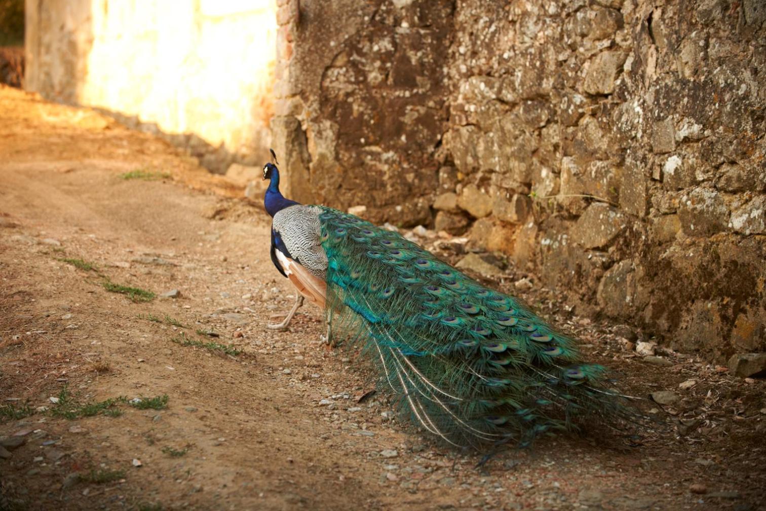 Agriturismo I Bonsi
