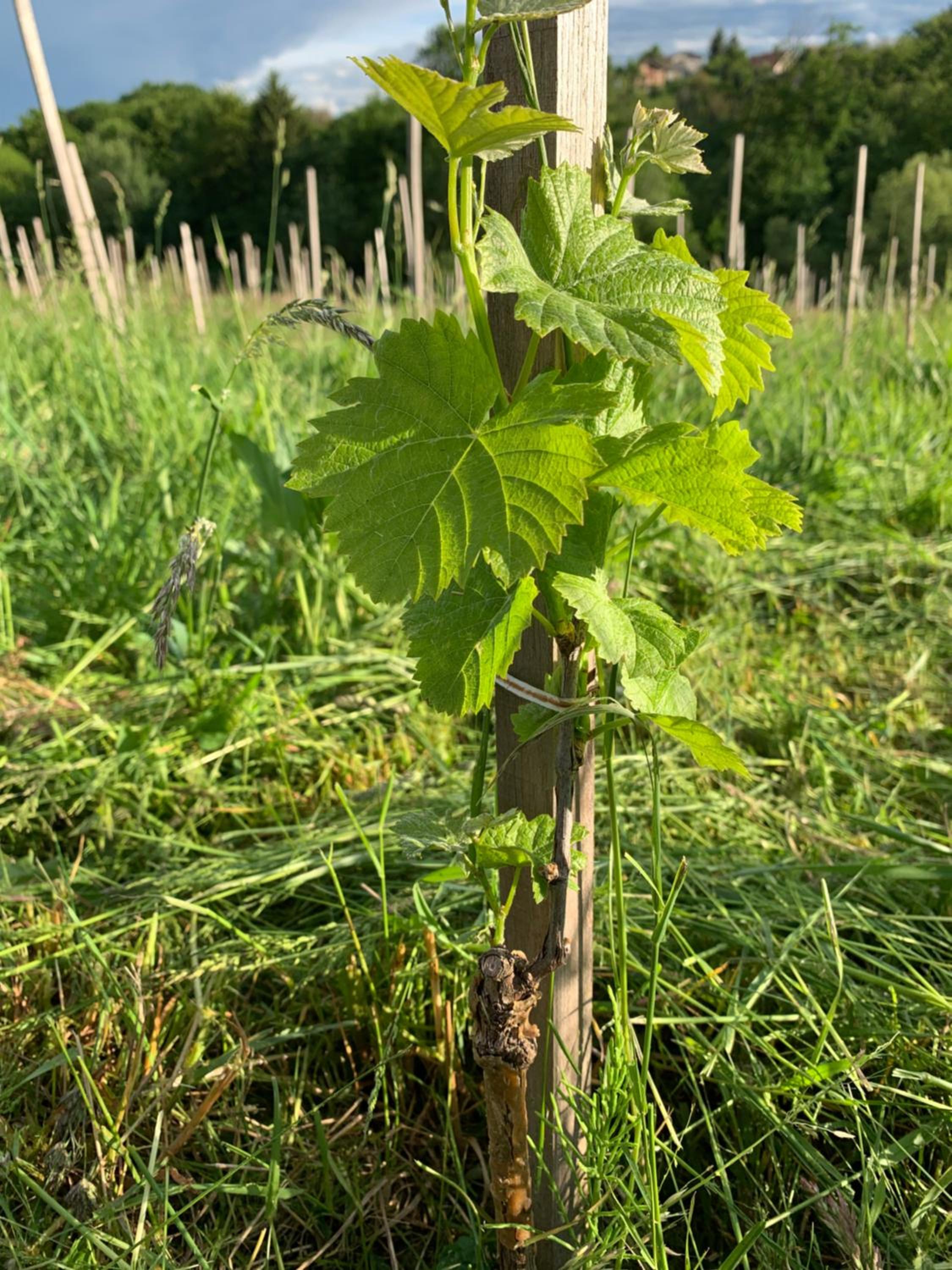 Boutique Glamping Divja DiVine