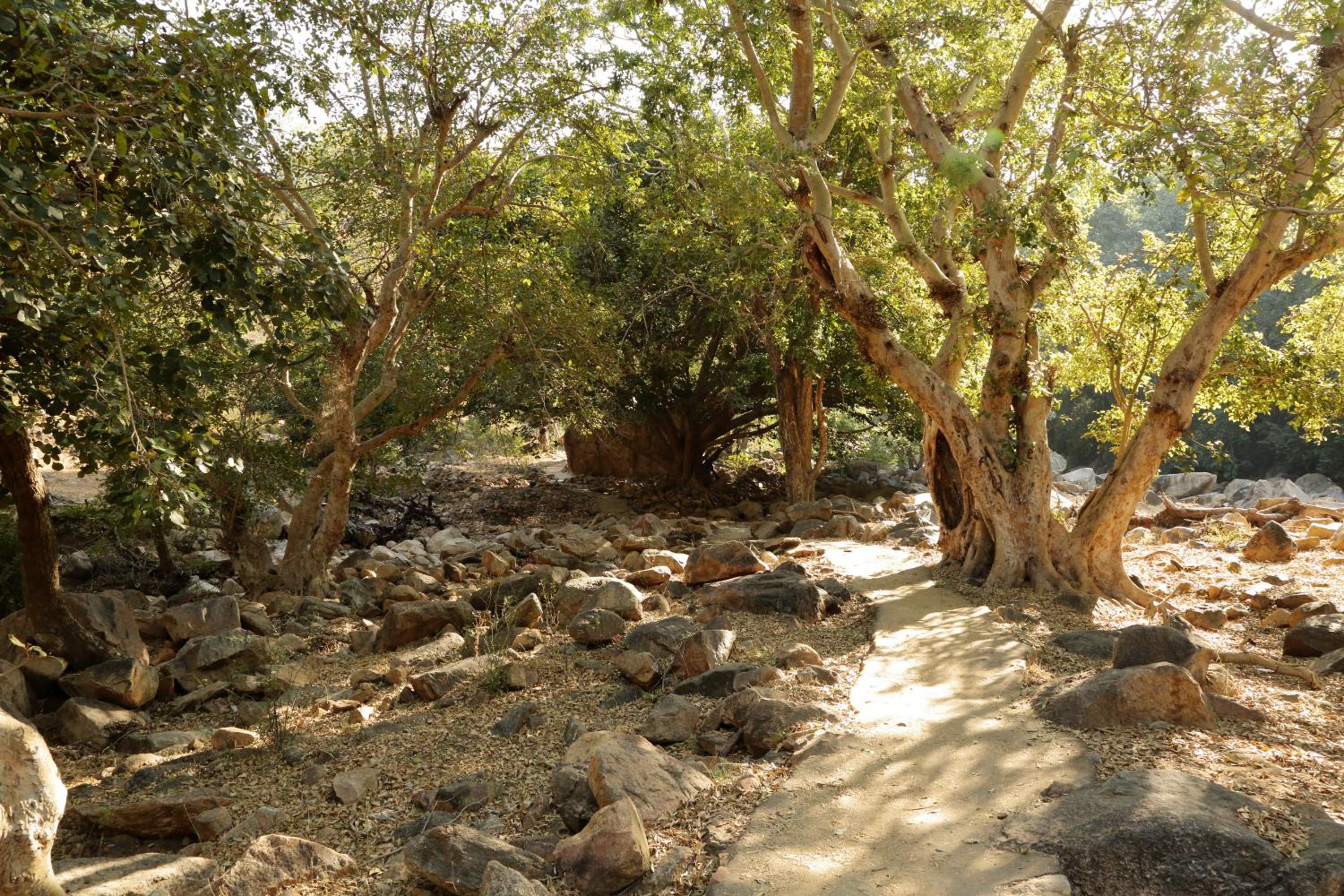 Bijapur Lodge Jawai