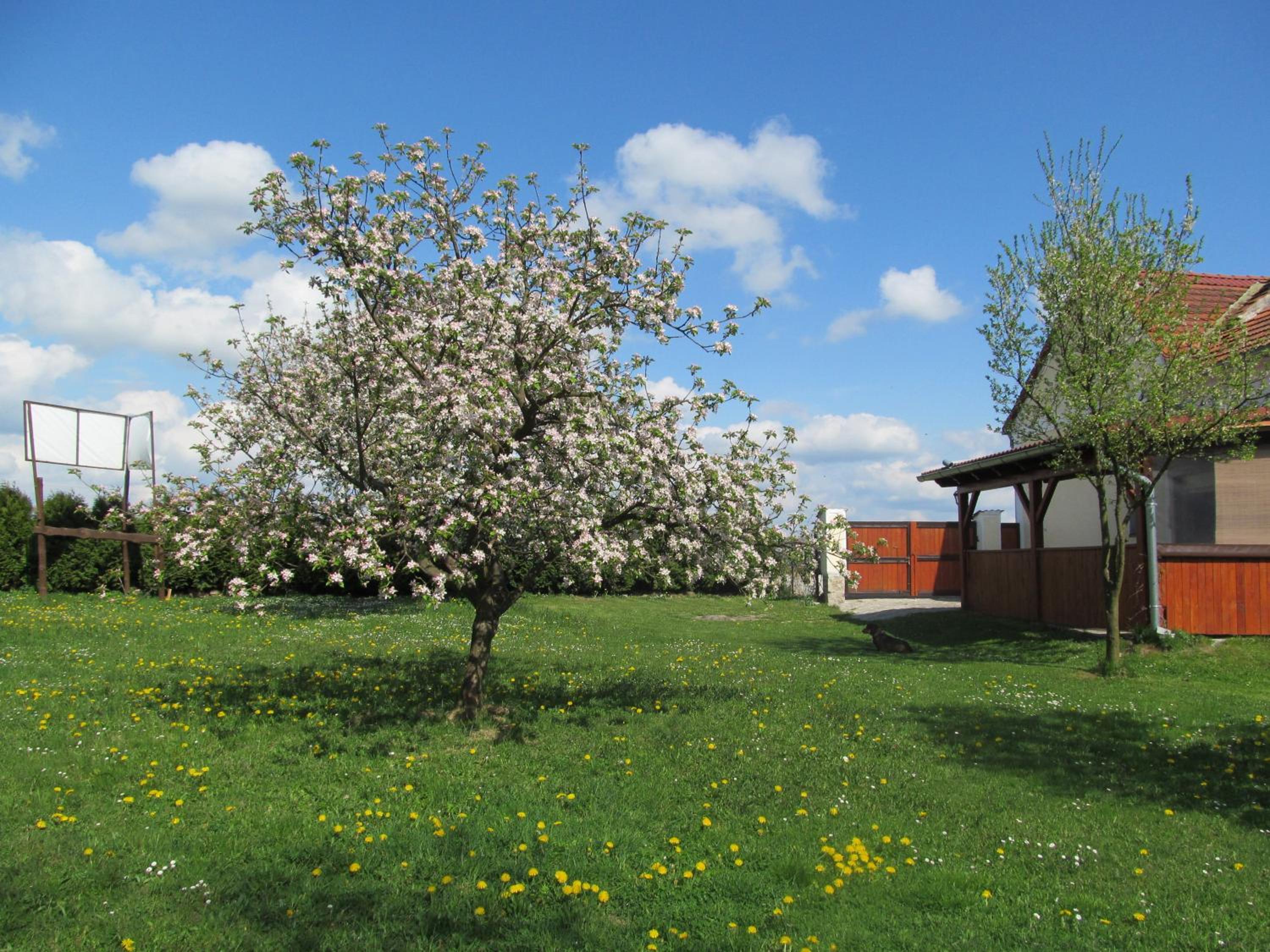 Photo 41