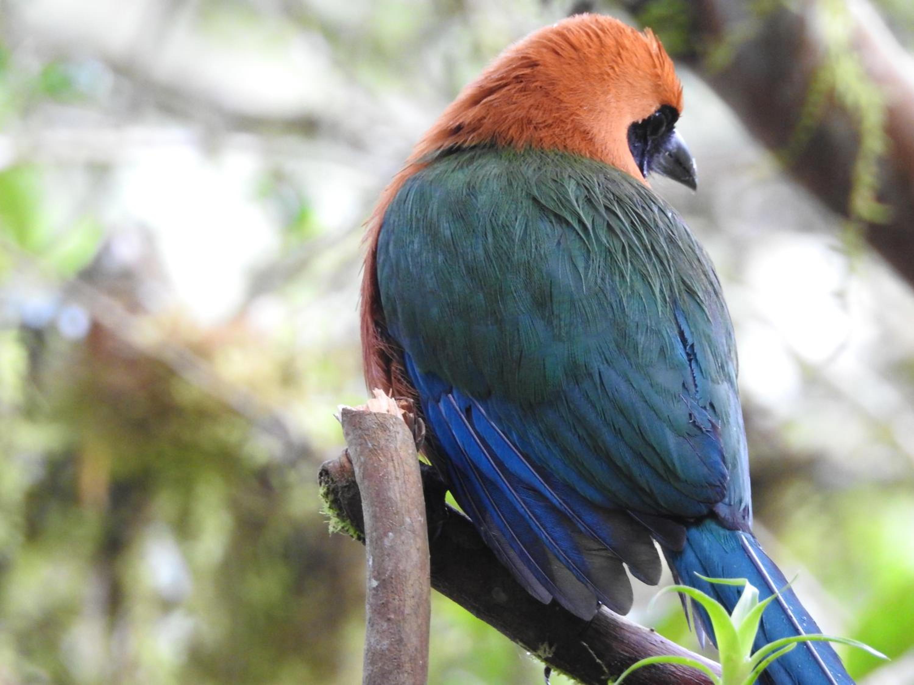 Biohostal Mindo Cloud Forest