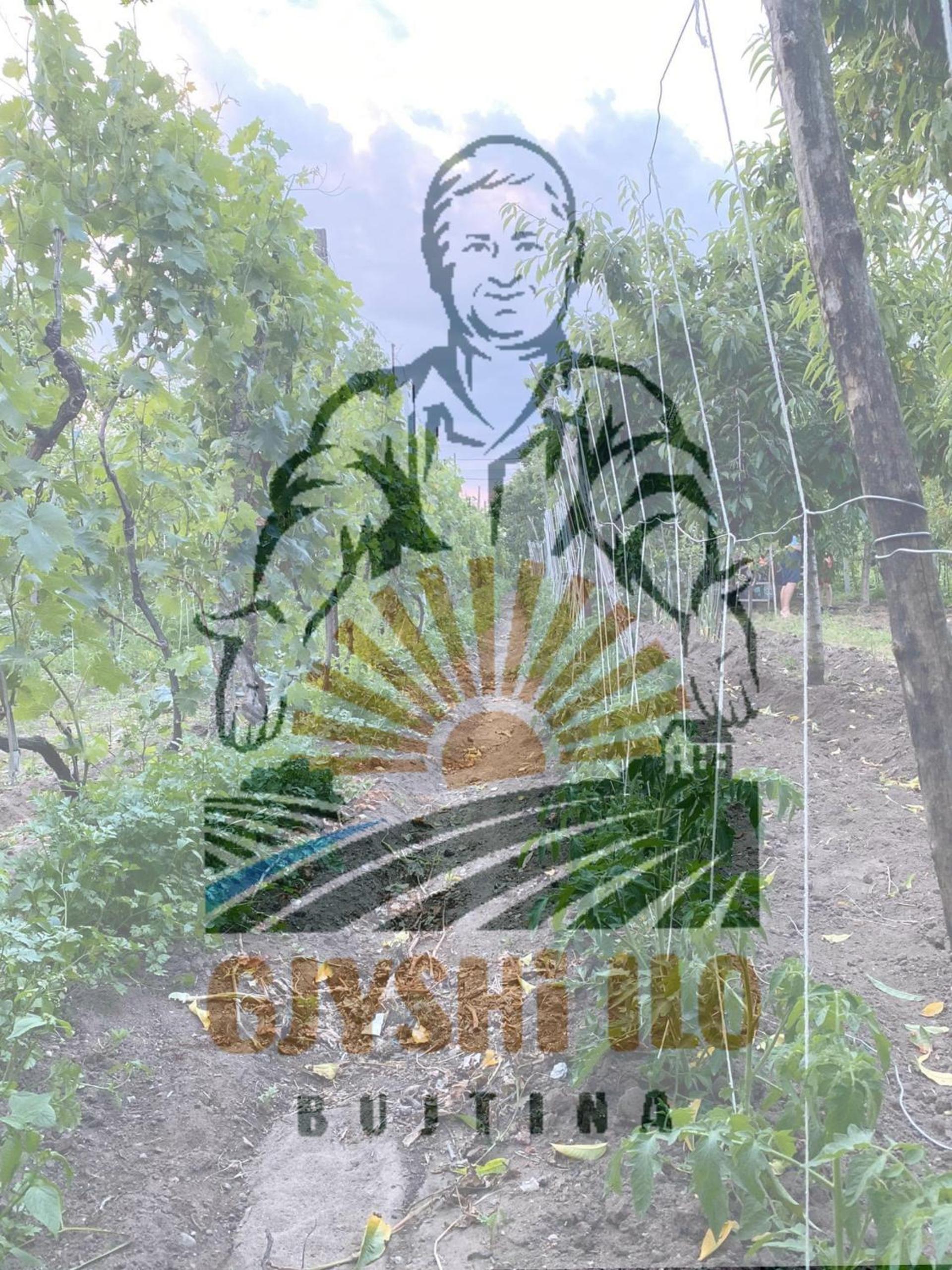 Bujtina Gjyshi Ilo