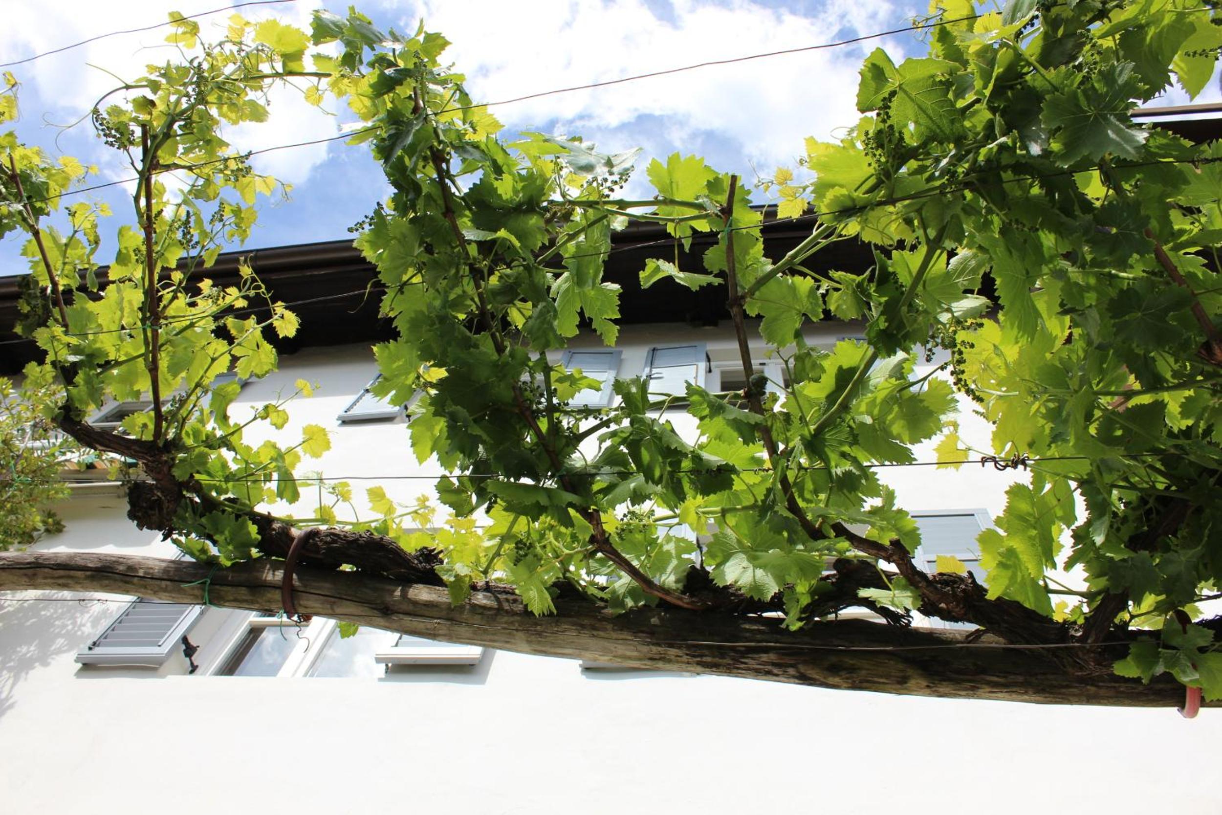Weingut Pardellerhof