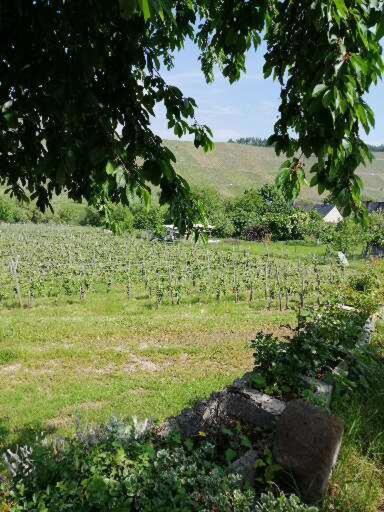 Weingut Licht-Stadtfeld