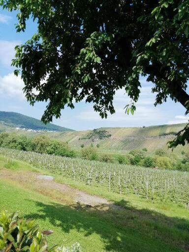 Weingut Licht-Stadtfeld