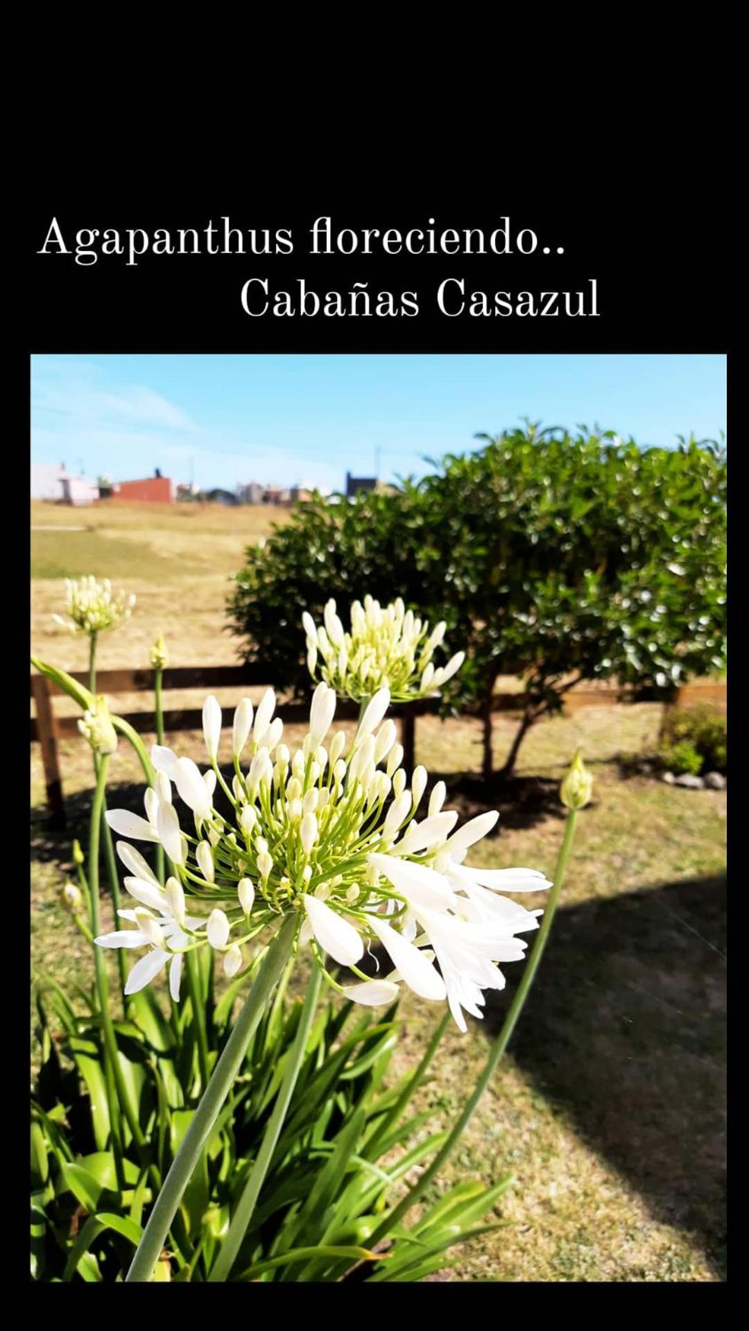 Cabañas Casazul