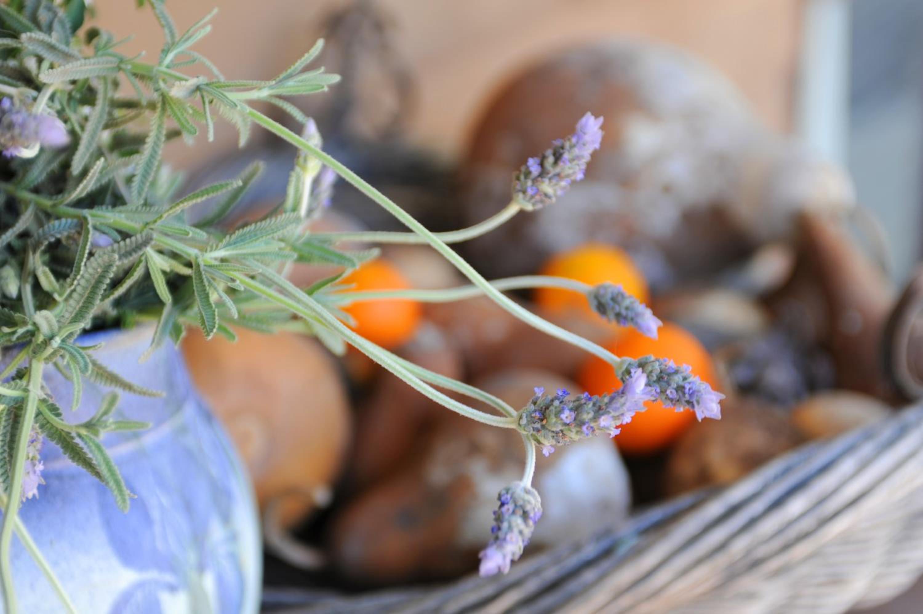 Lavender Farm