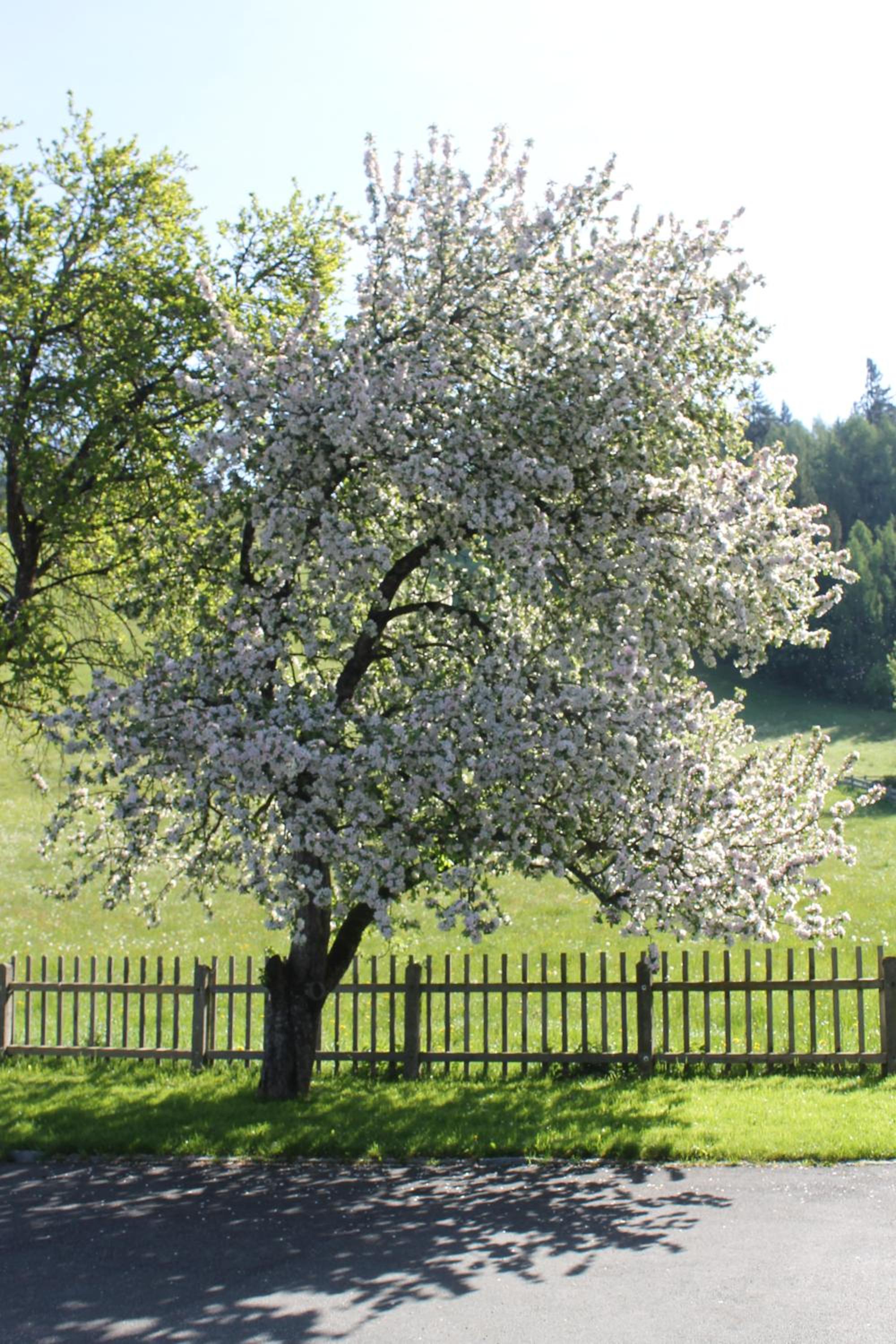 Haus Hartl