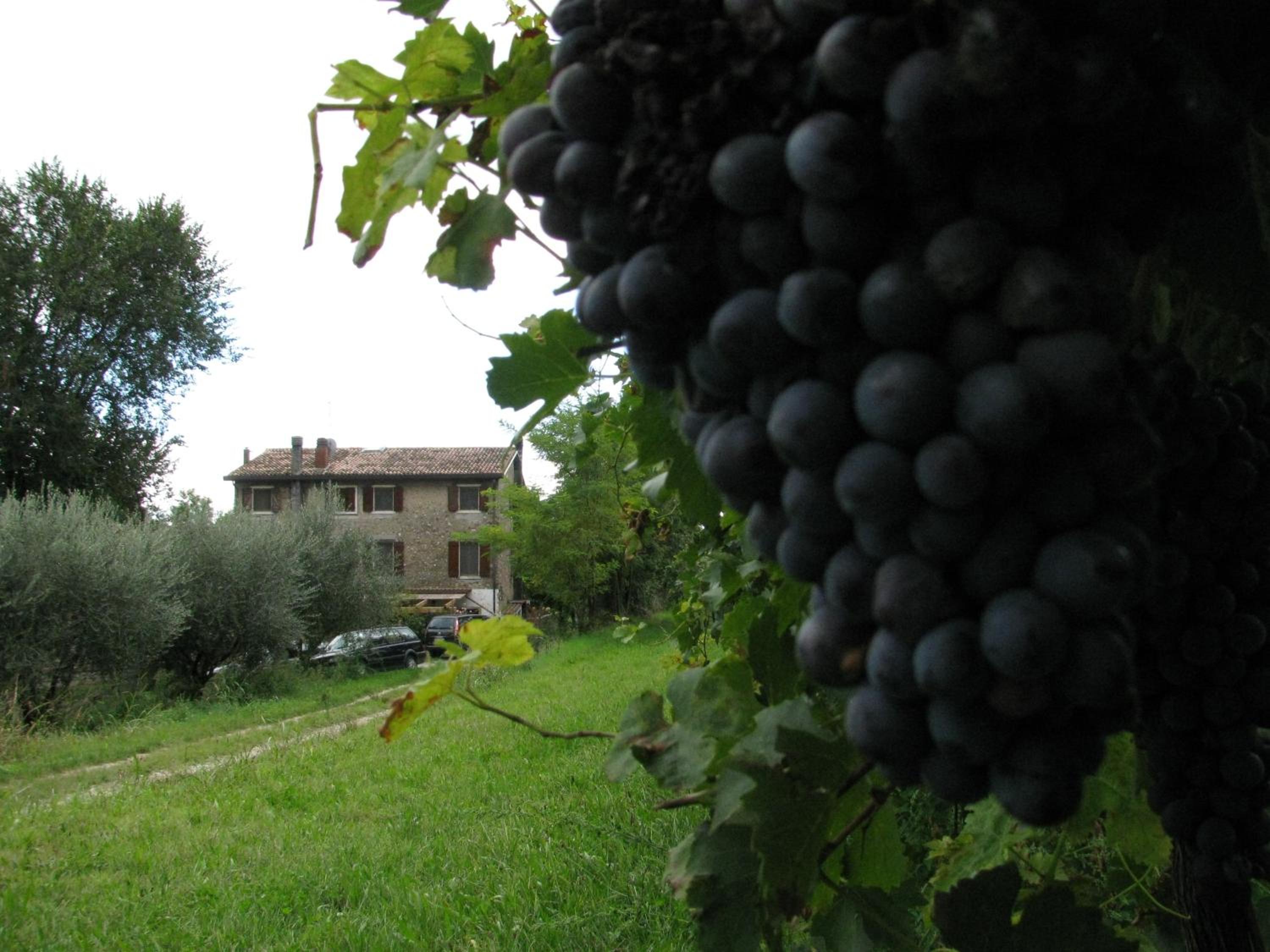 I Vigneti Bed & Breakfast view 4