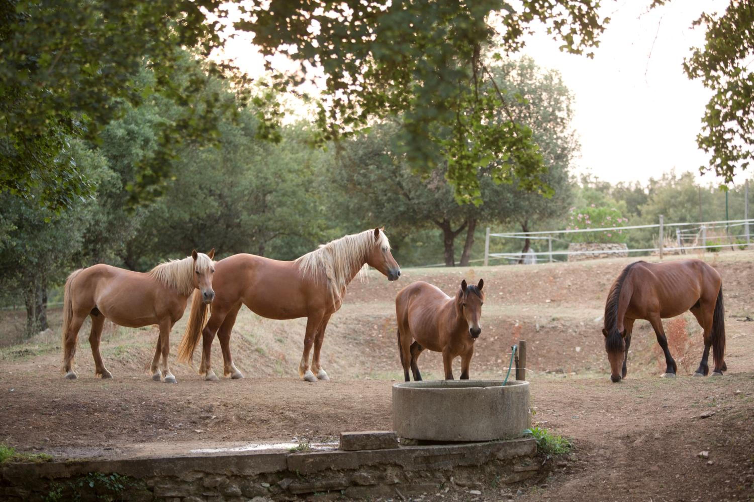 Agriturismo Podere Poggiarone