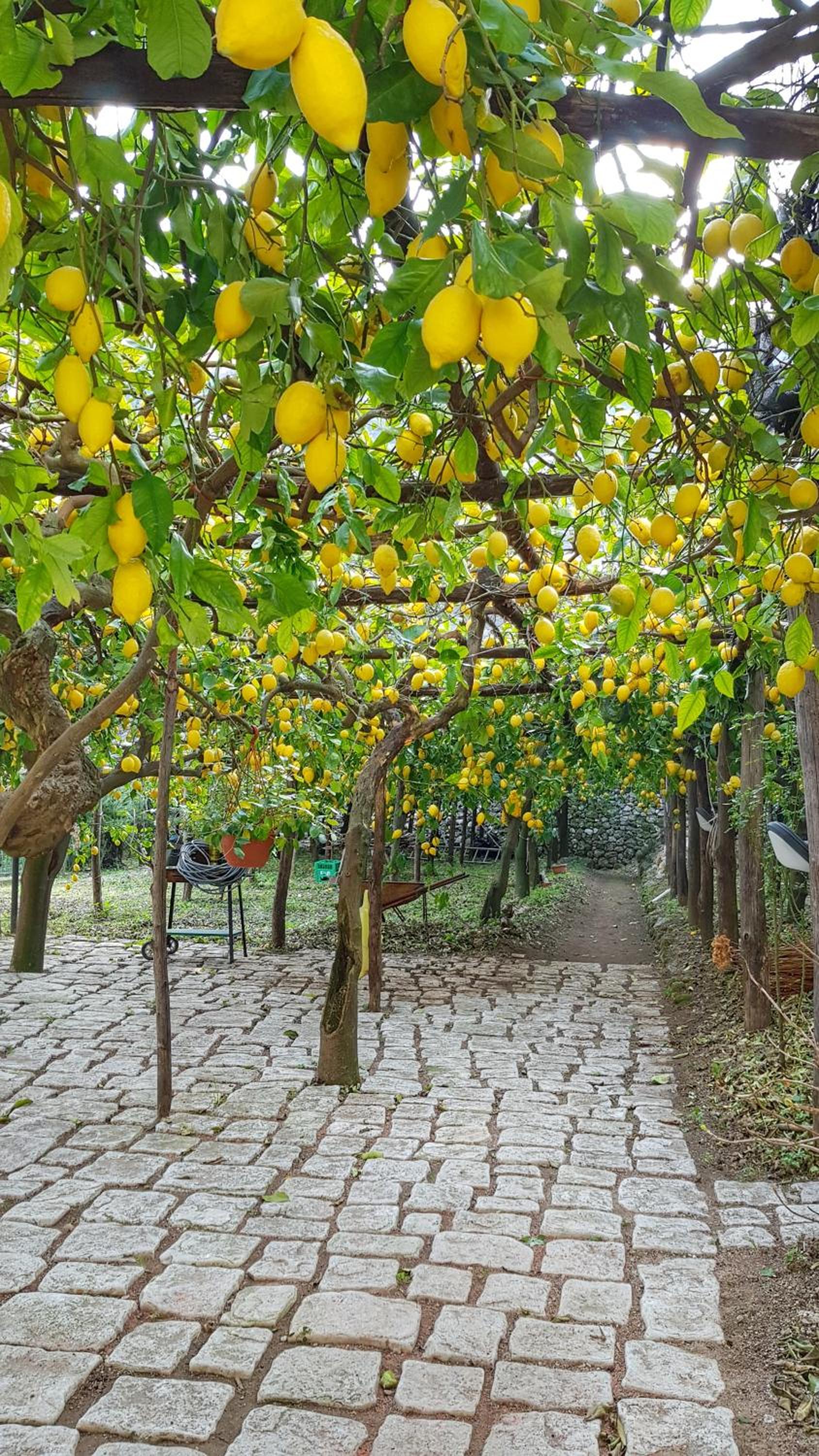 Il Limoneto di Lulù, holidays among the lemon trees view 4