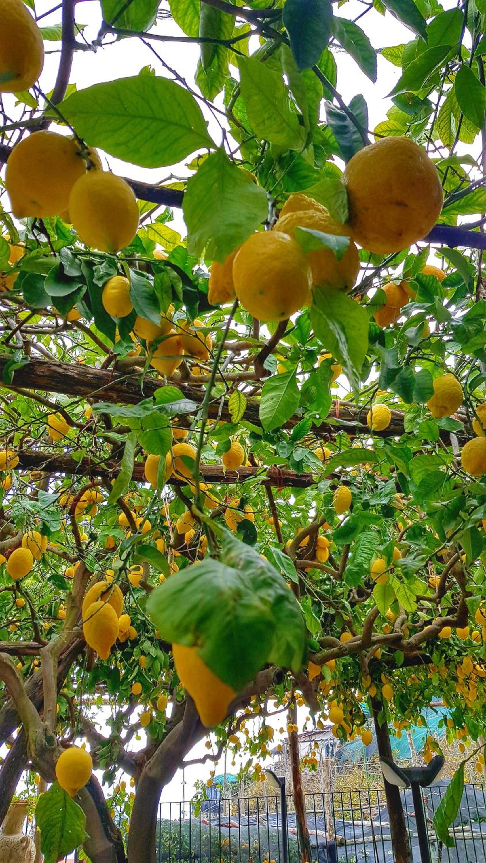 Il Limoneto di Lulù, holidays among the lemon trees view 5