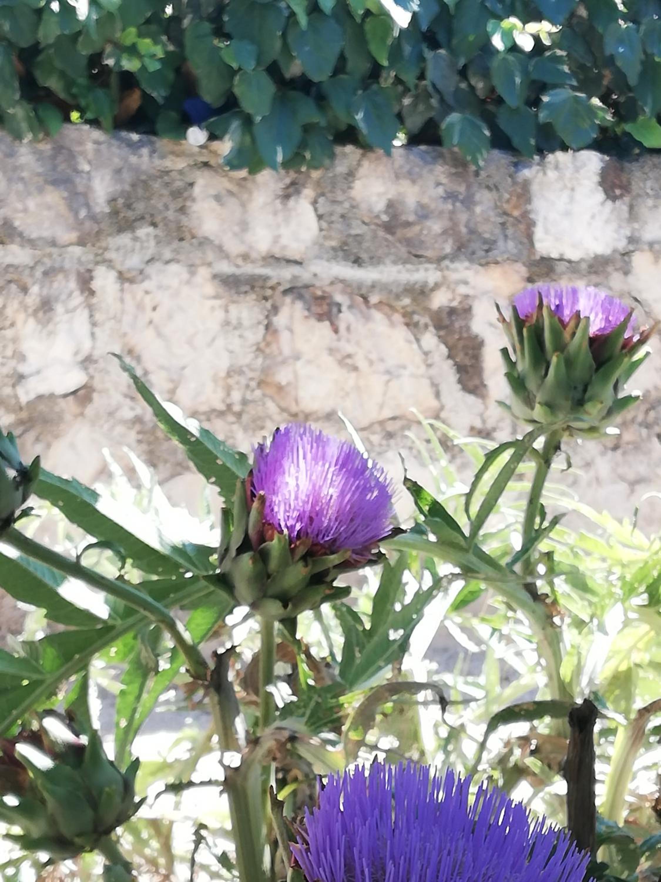 Apartment Dario