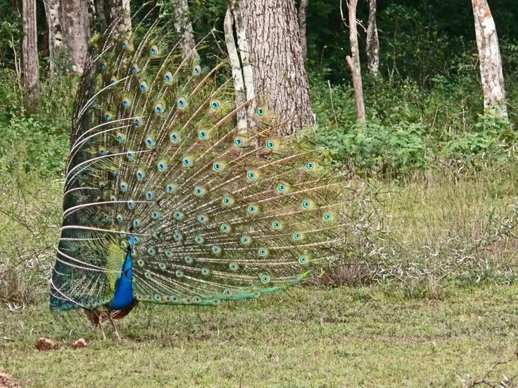 Big Game - Wilpattu by Eco Team