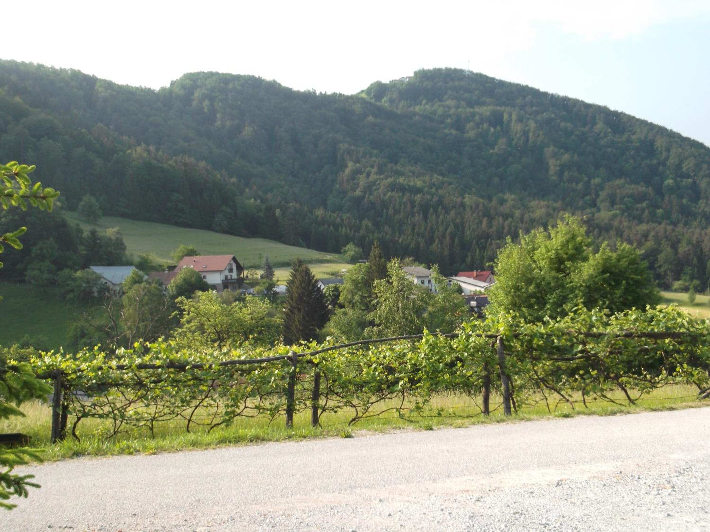 Photo 41