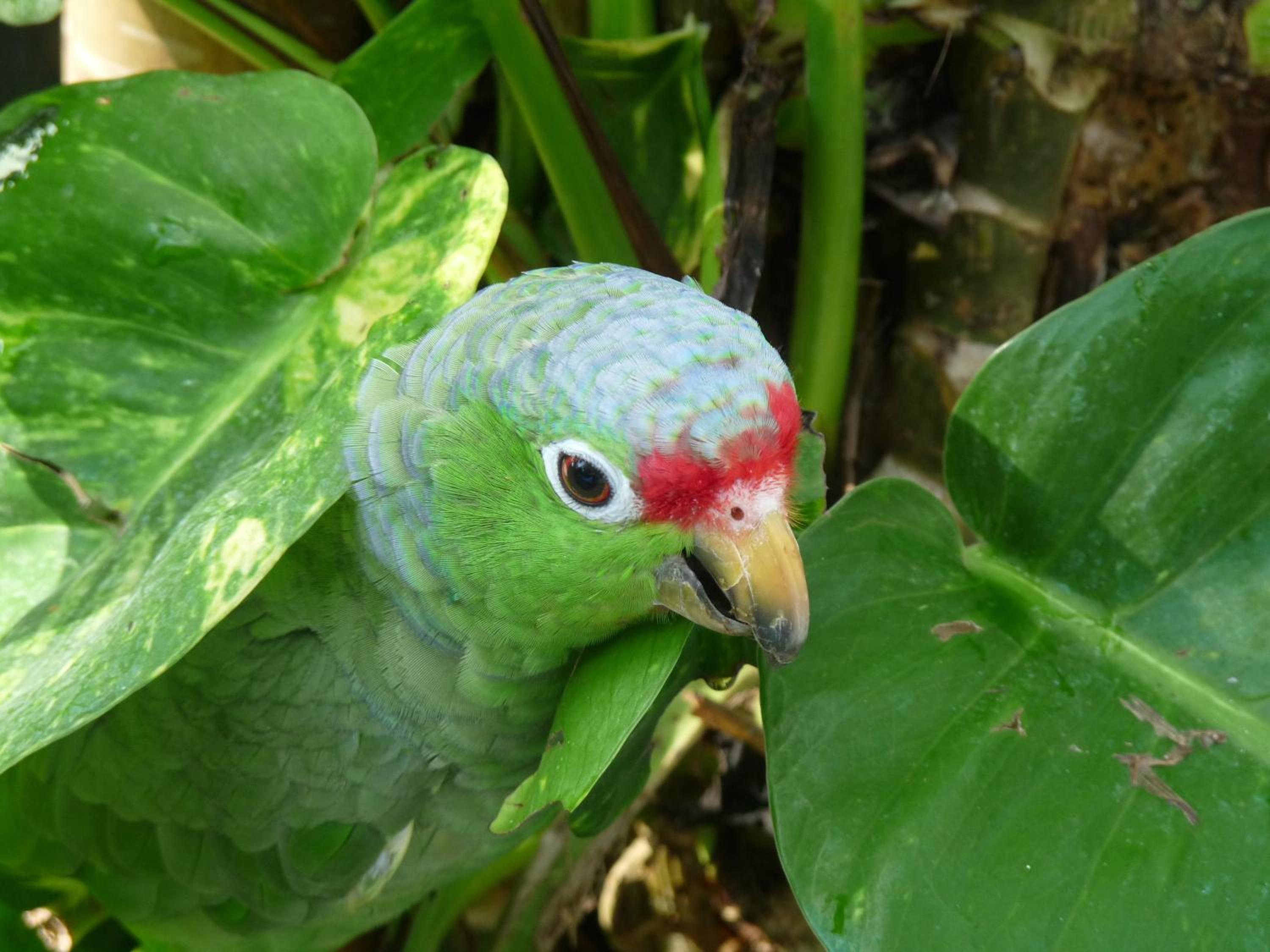 El Tucan Jungle Lodge