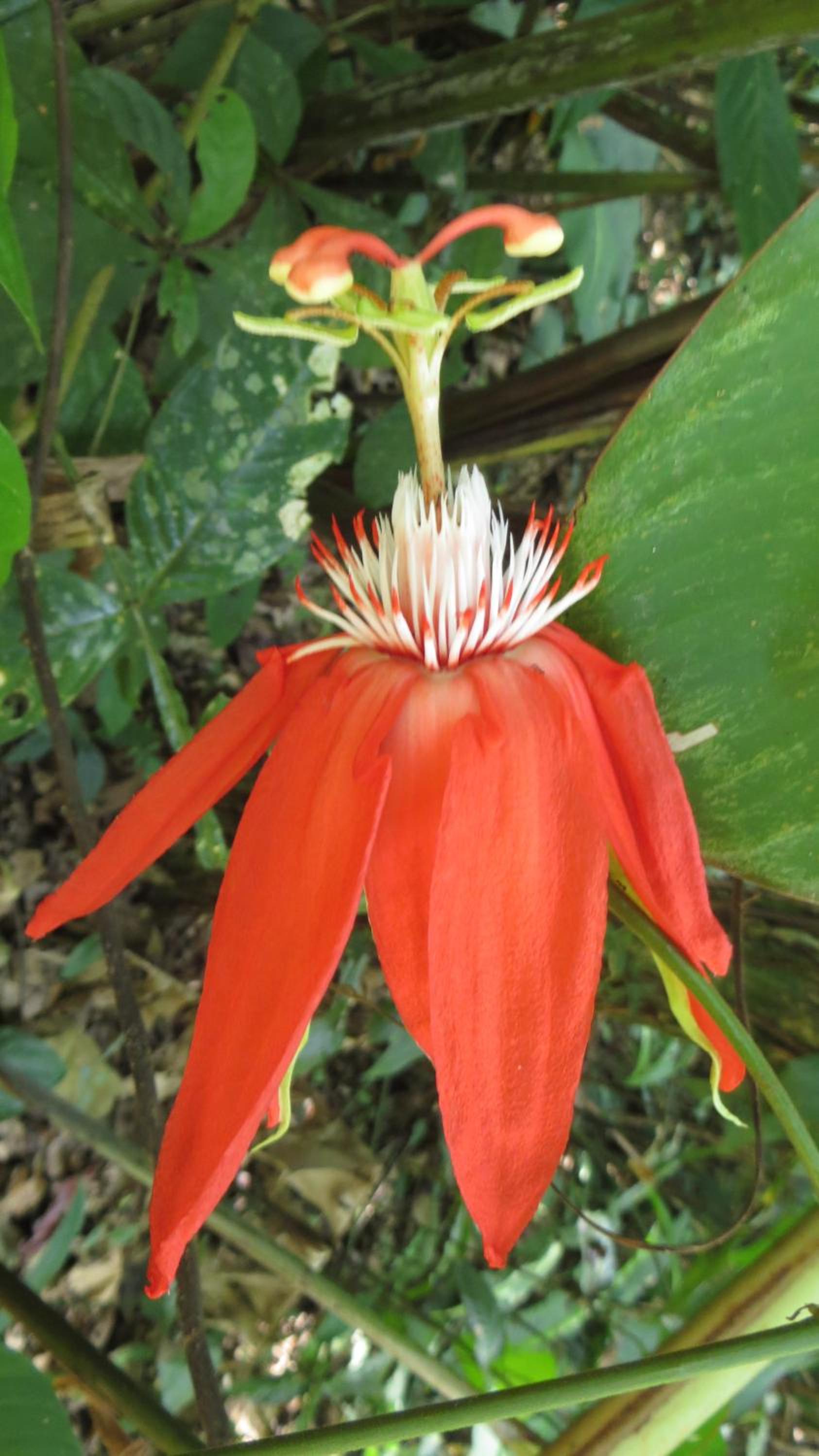 El Tucan Jungle Lodge