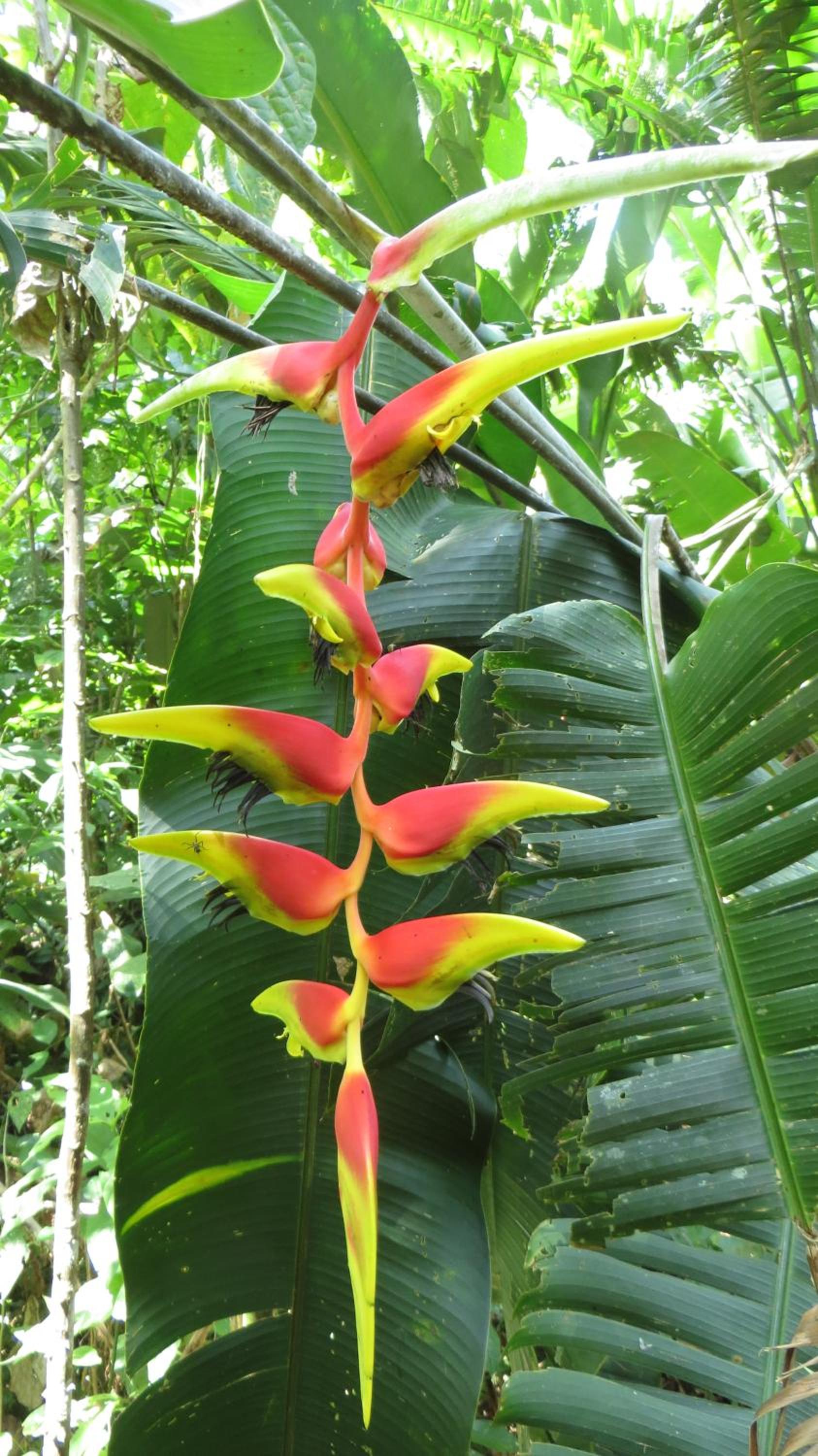 El Tucan Jungle Lodge