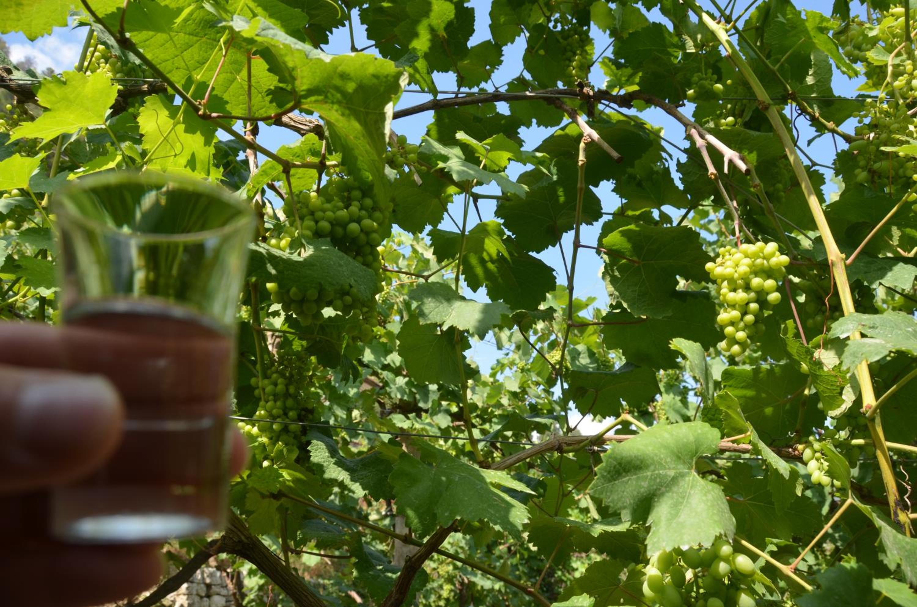 Guesthouse & hostel Lorenc