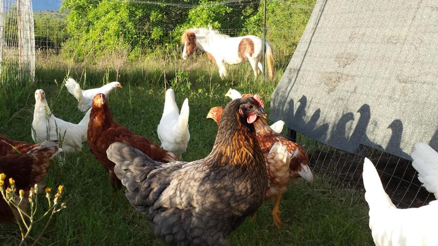 Photo 29