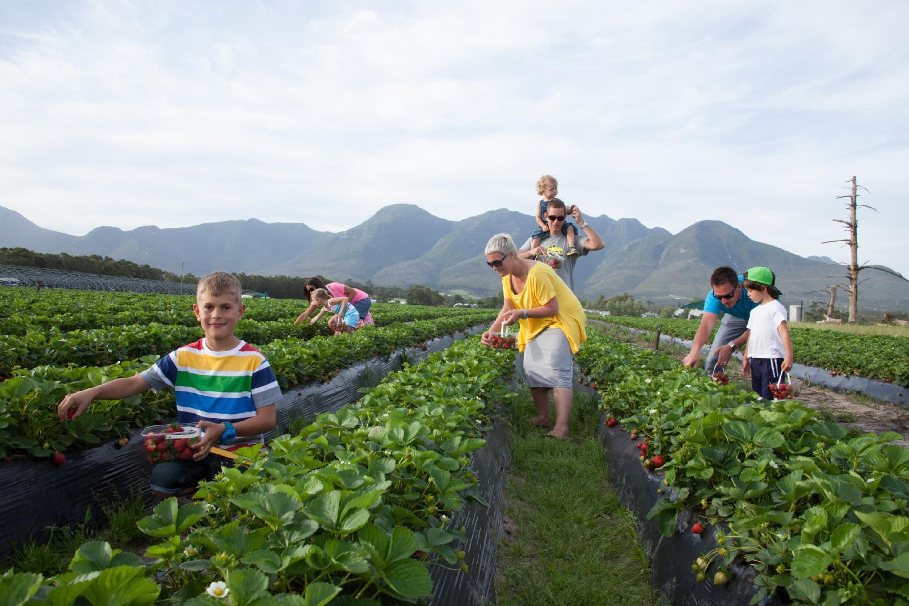 Redberry Farm