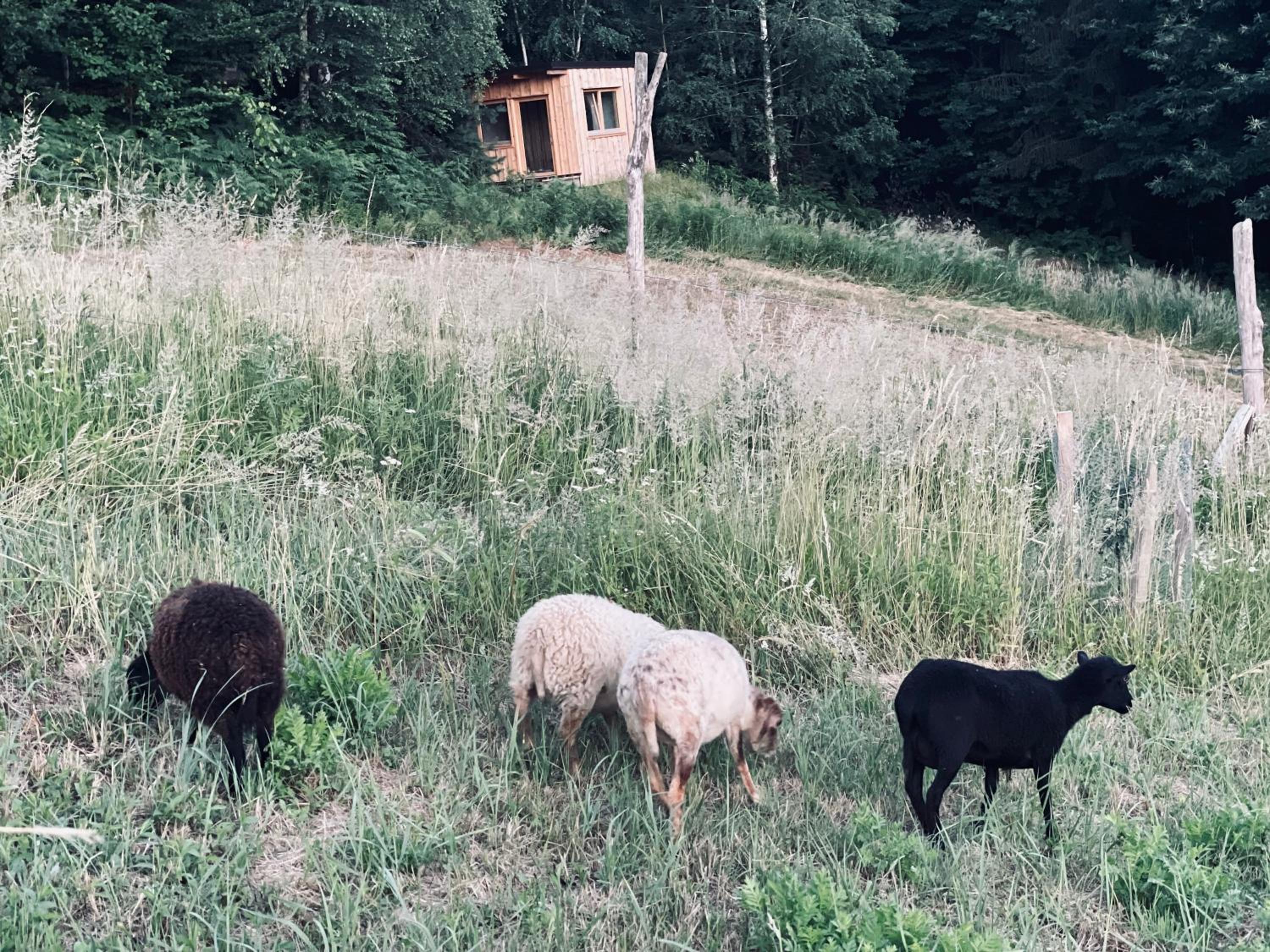 Boutique Glamping Divja DiVine