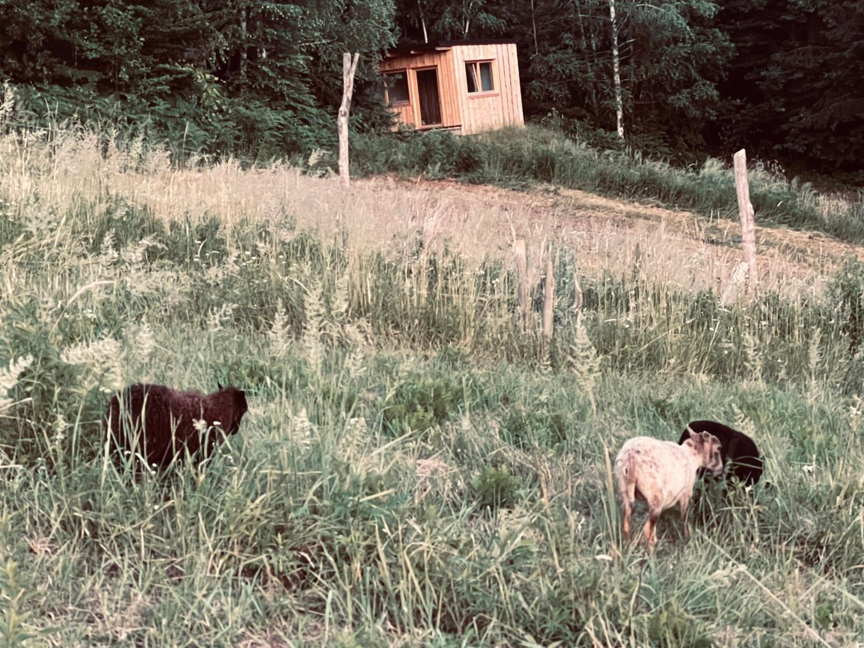 Boutique Glamping Divja DiVine
