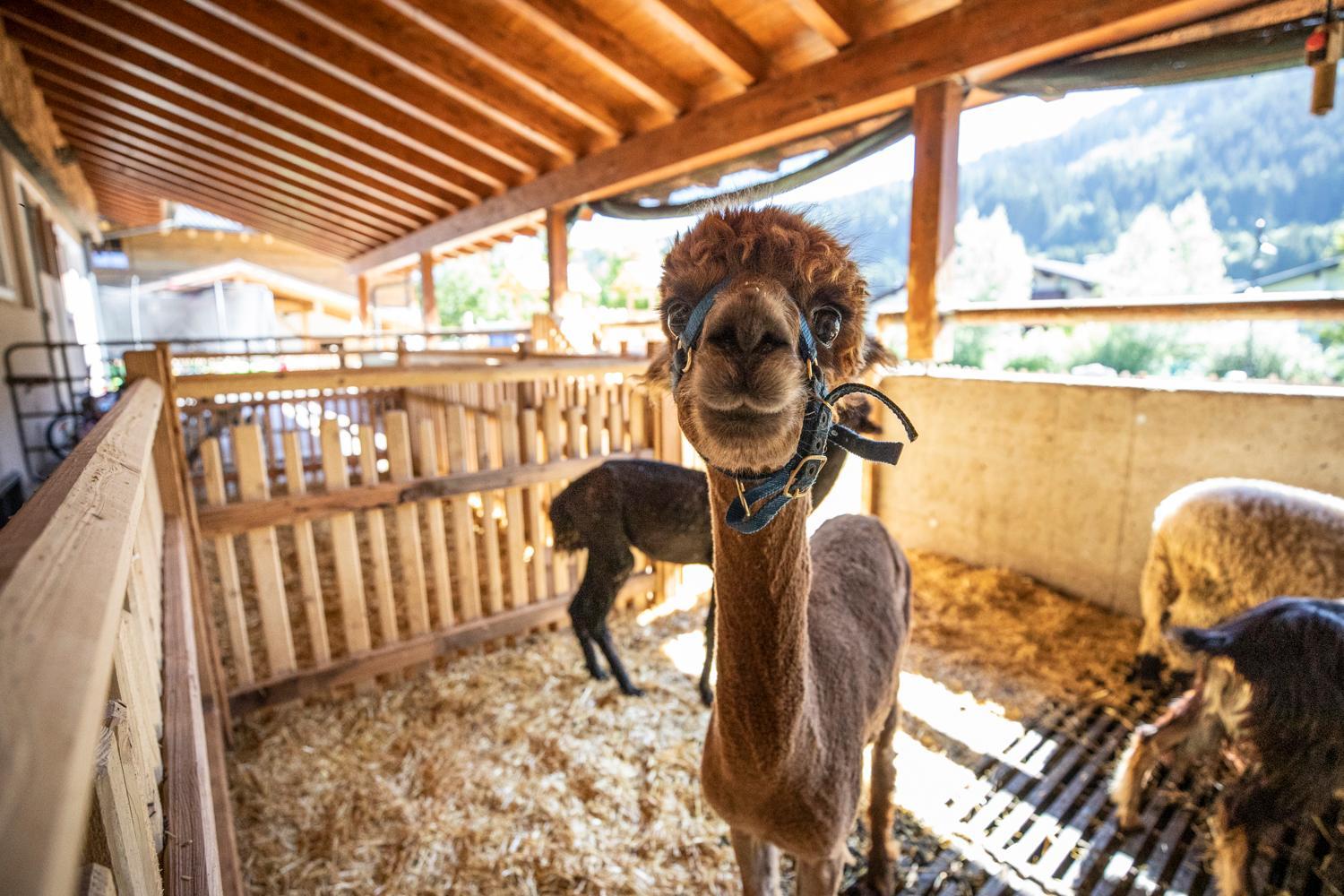 Schiefergut Family Resort Flachau