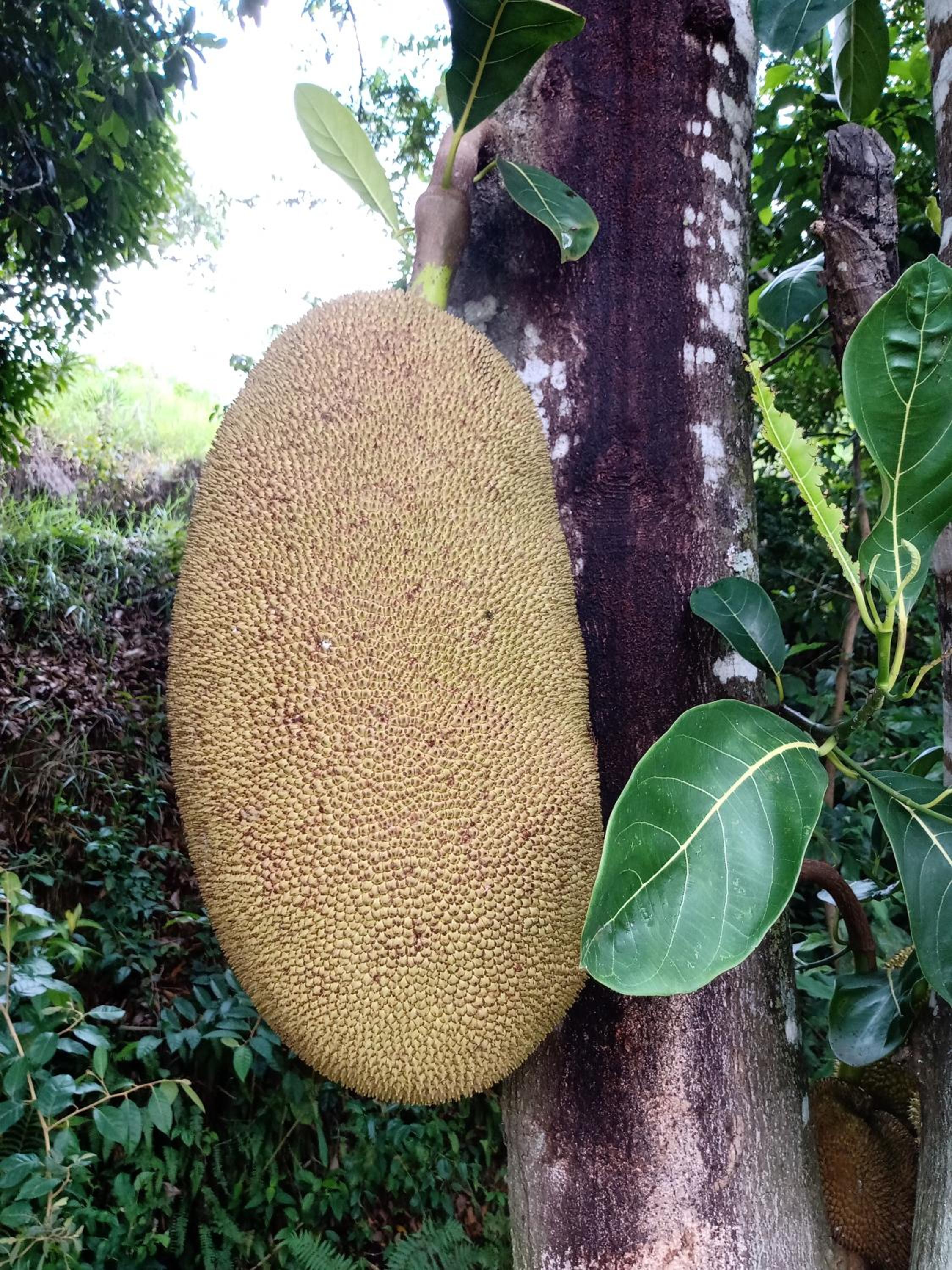 Pesque pague pousada do Carlinho