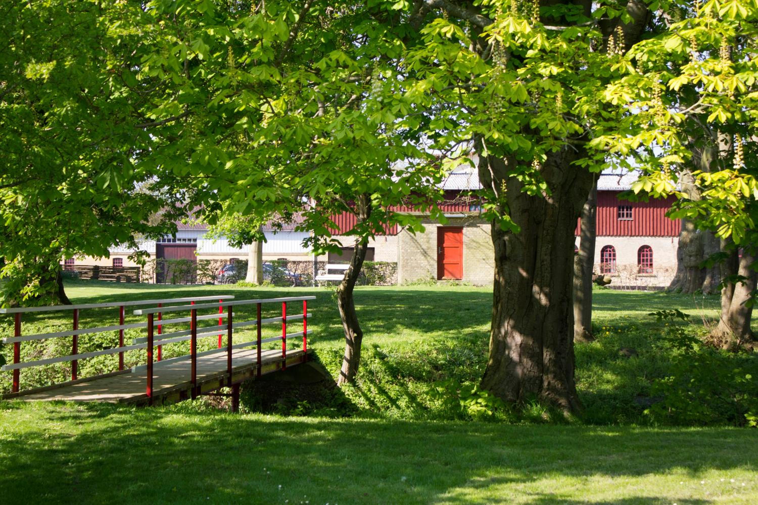 Rønhave