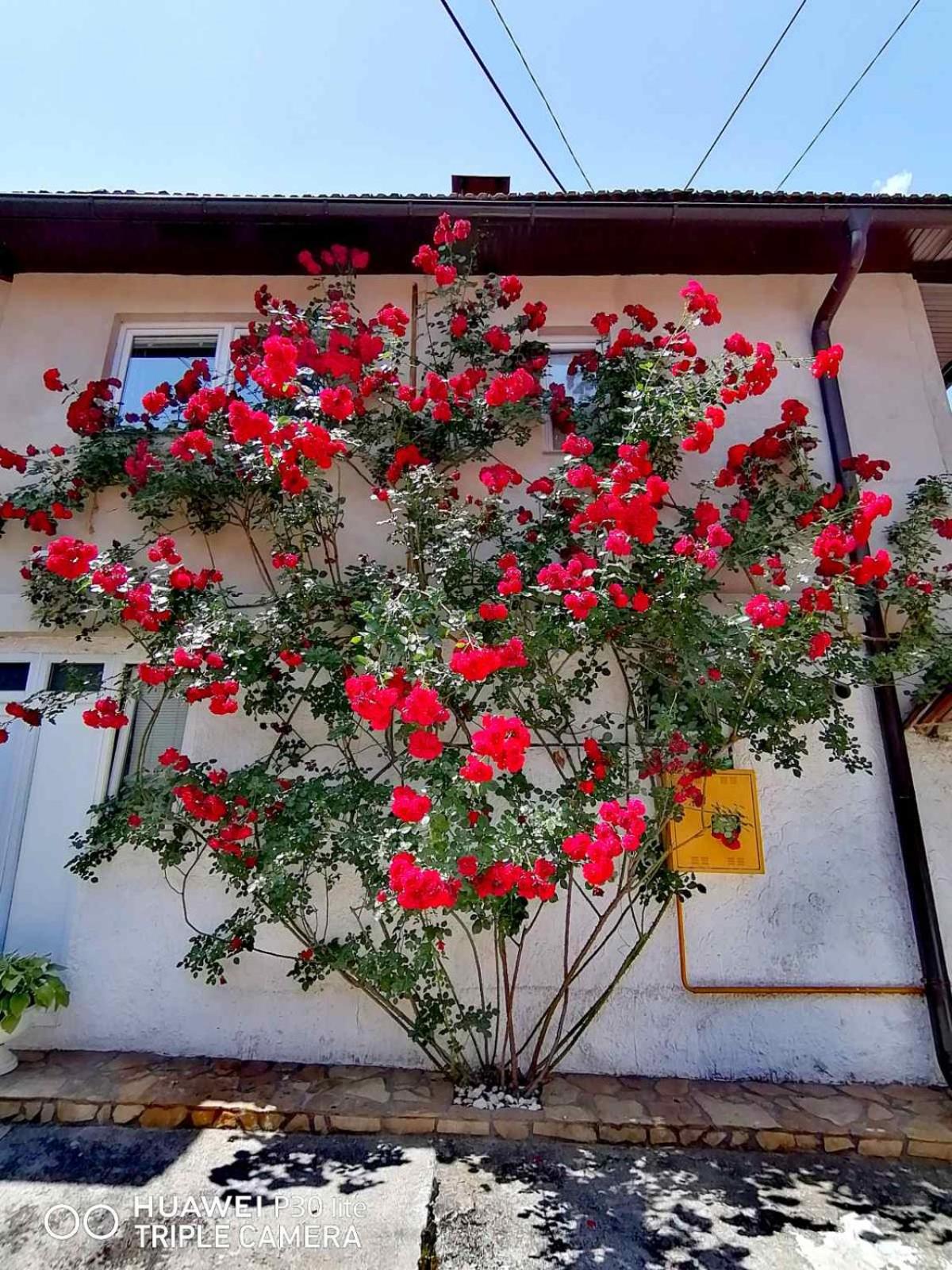 Modern&Cozy Bosnian house with GARDEN+FREE parking