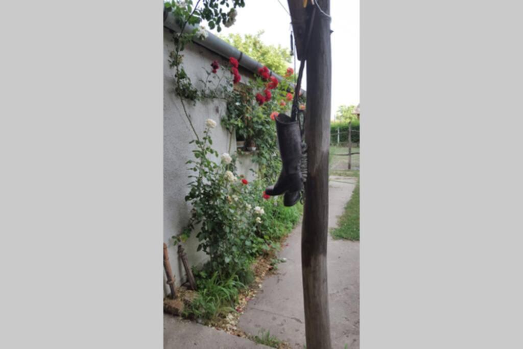Igricz Farmház view 5