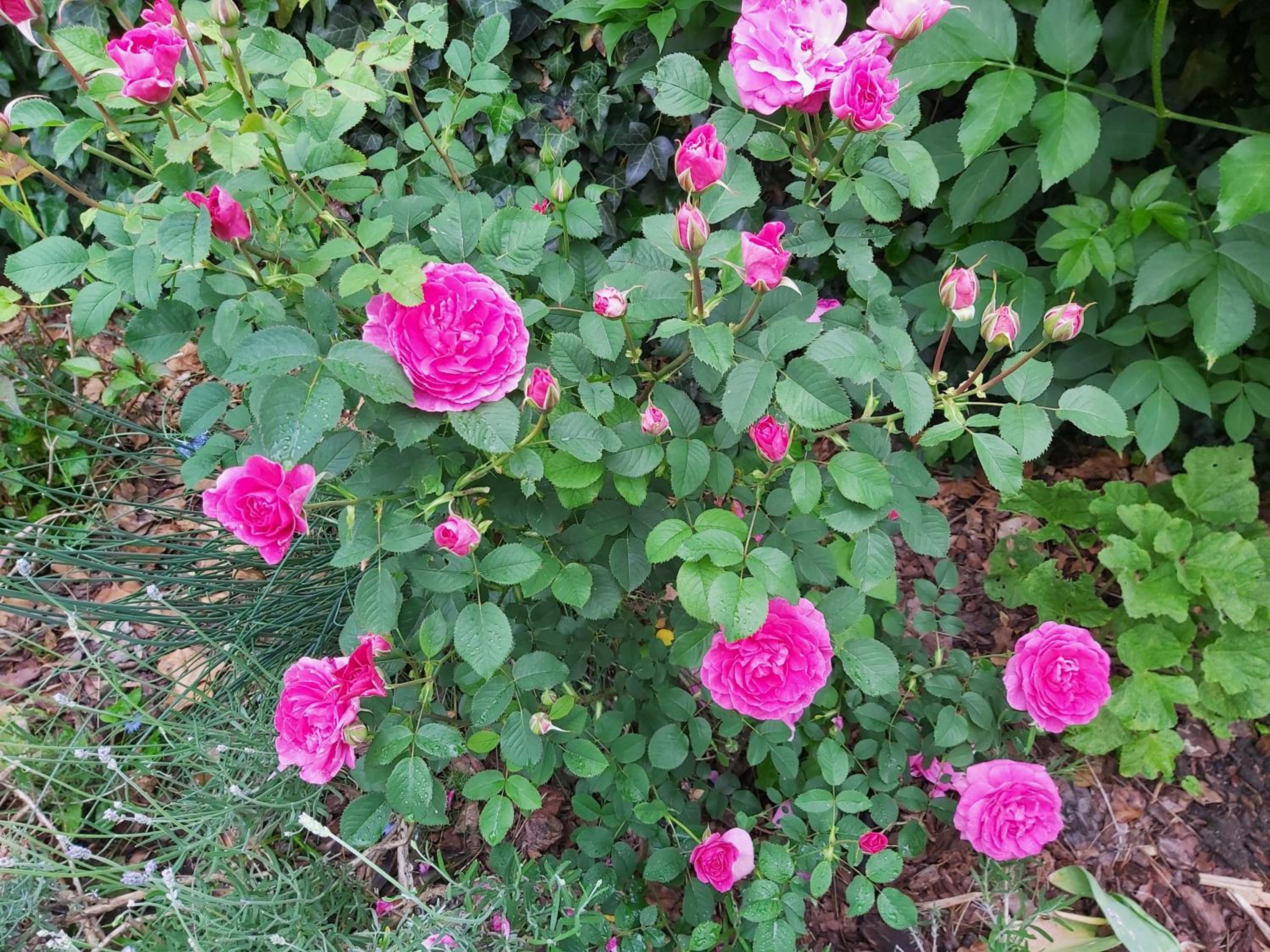 Photo 35