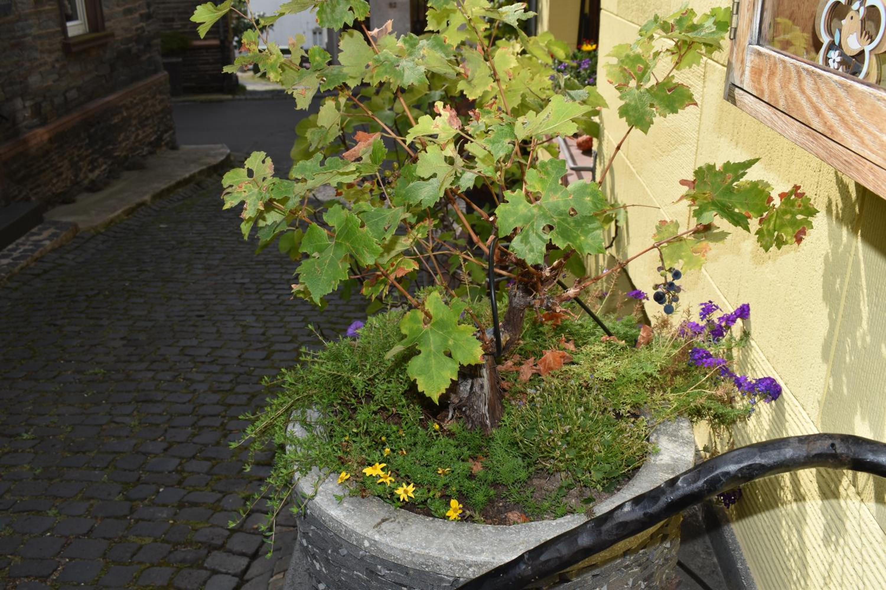Landgasthof Zur Sonne