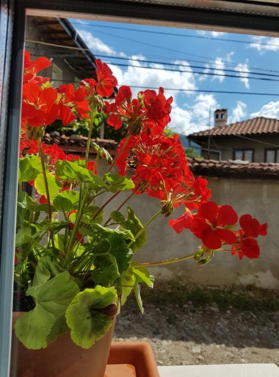 GUESTHOUSE MARIA / КЪЩА ЗА ГОСТИ МАРИЯ / GÄSTEHAUS MARIA