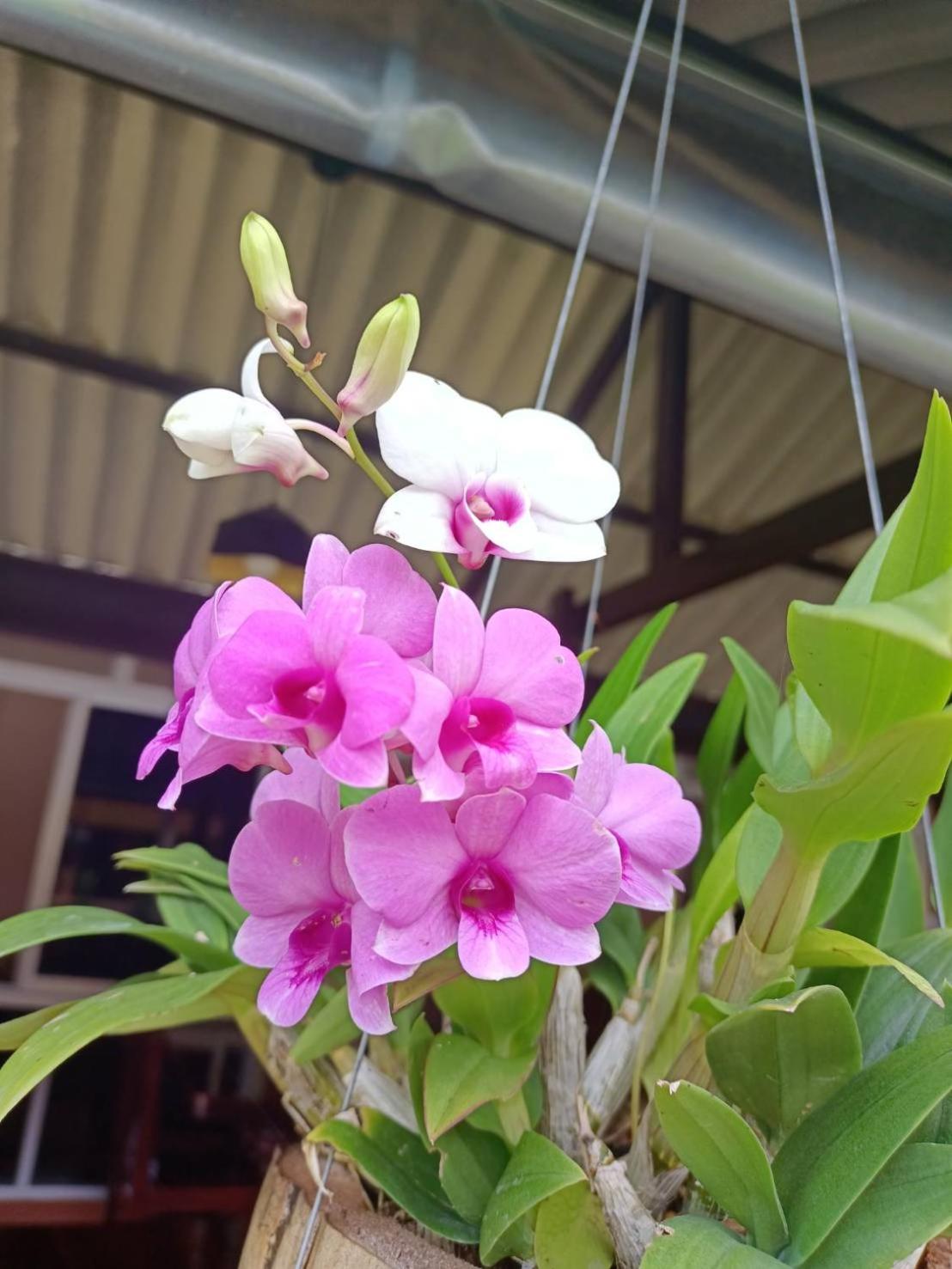 Boonya Resort Koh Chang