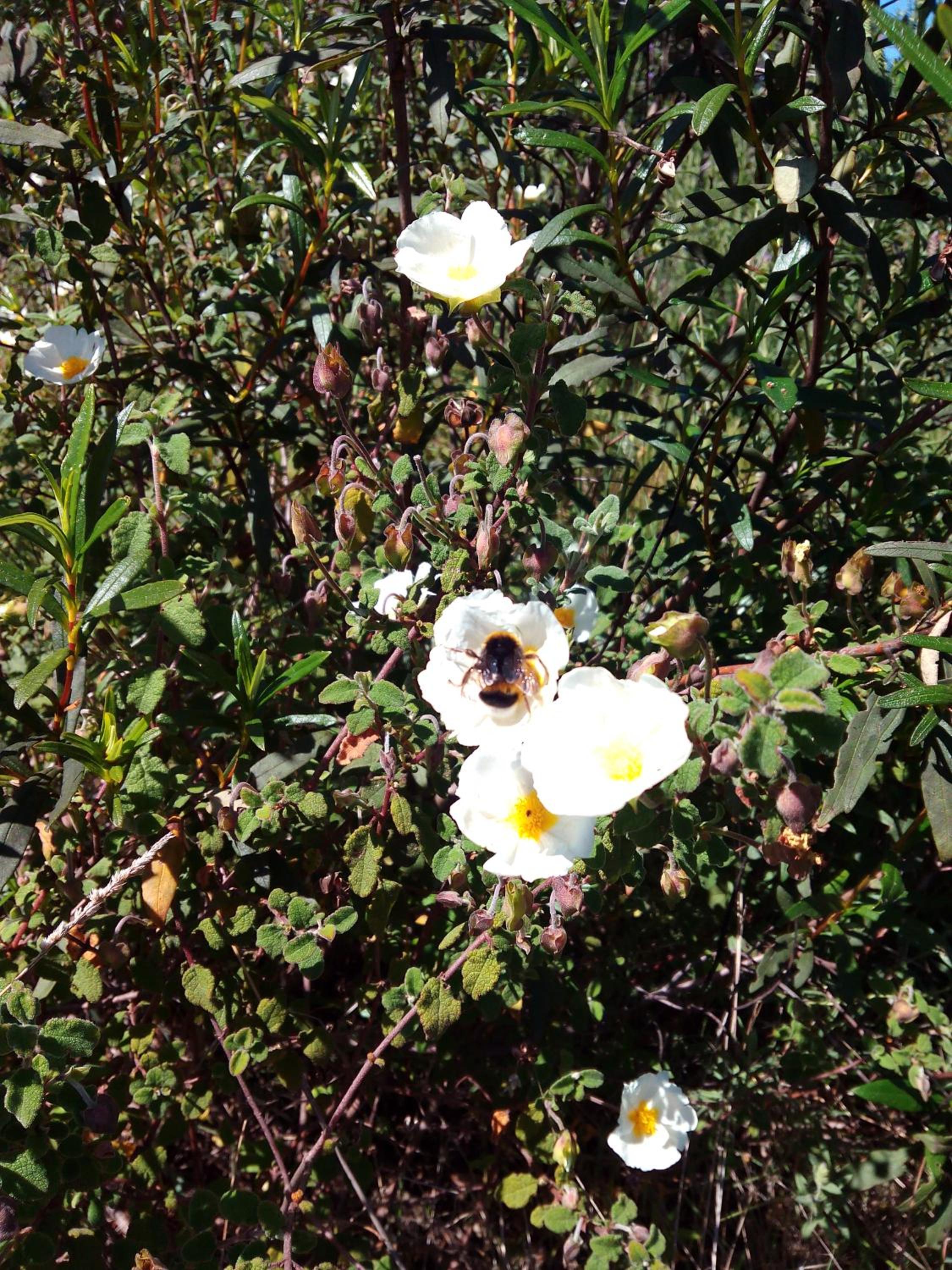 Photo 45